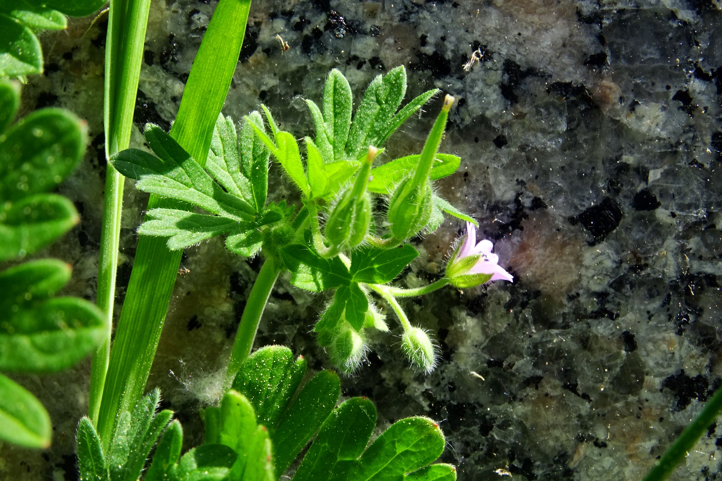 DSC01244 hbg geranium pusillum.JPG