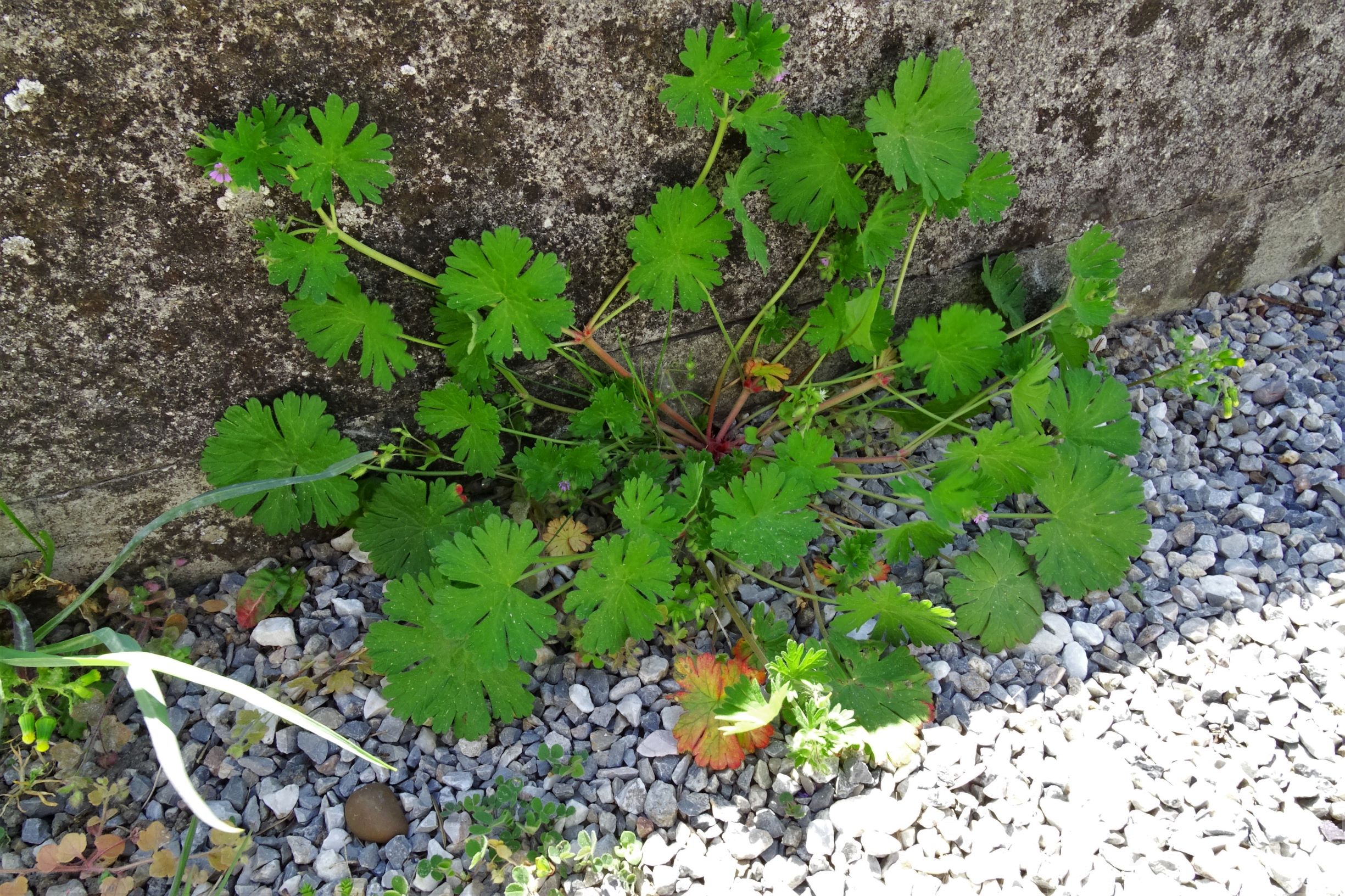 DSC01263 hbg geranium pusillum.JPG