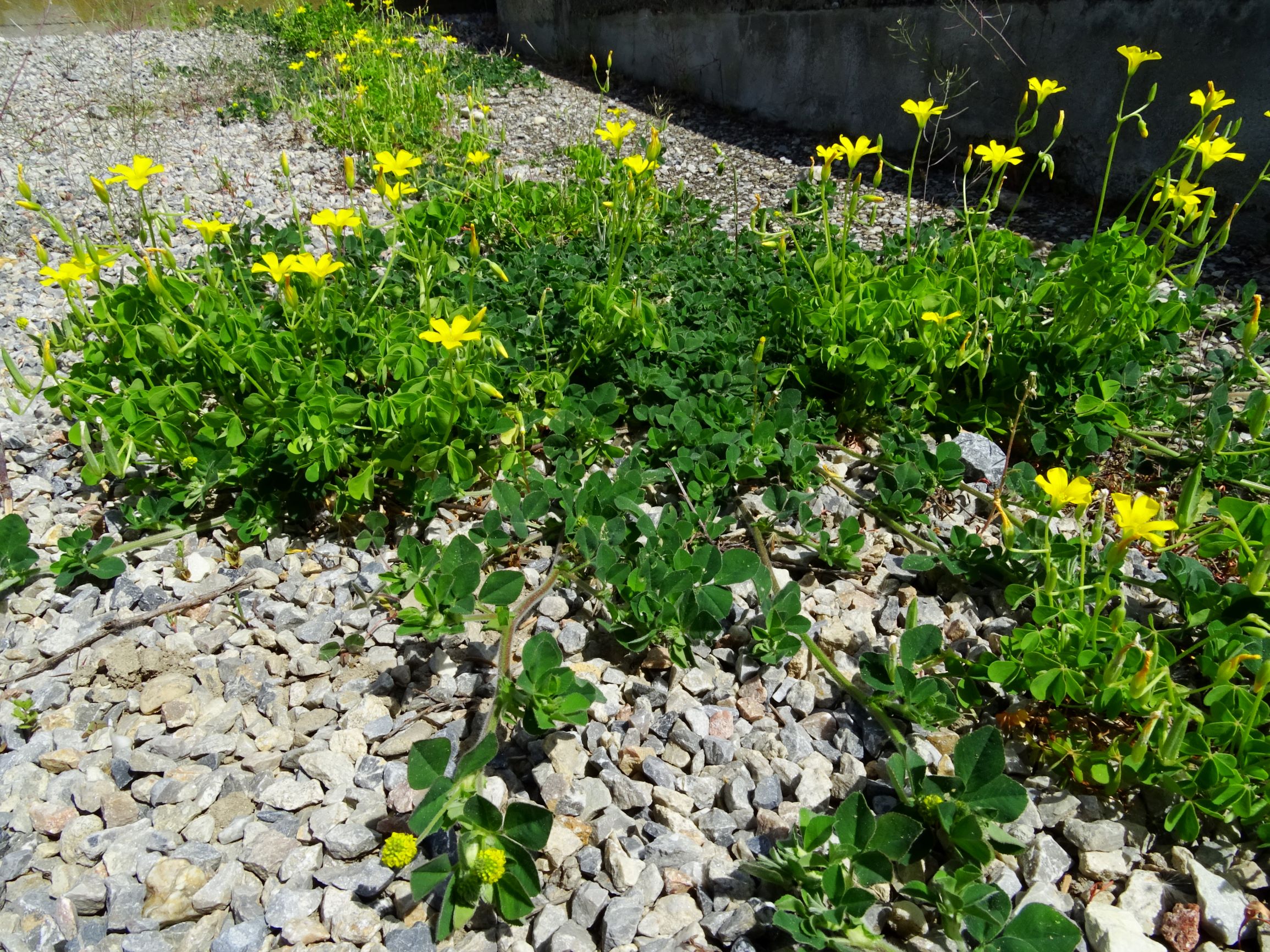 DSC00986 hbg oxalis dillenii, medicago lupulina.JPG