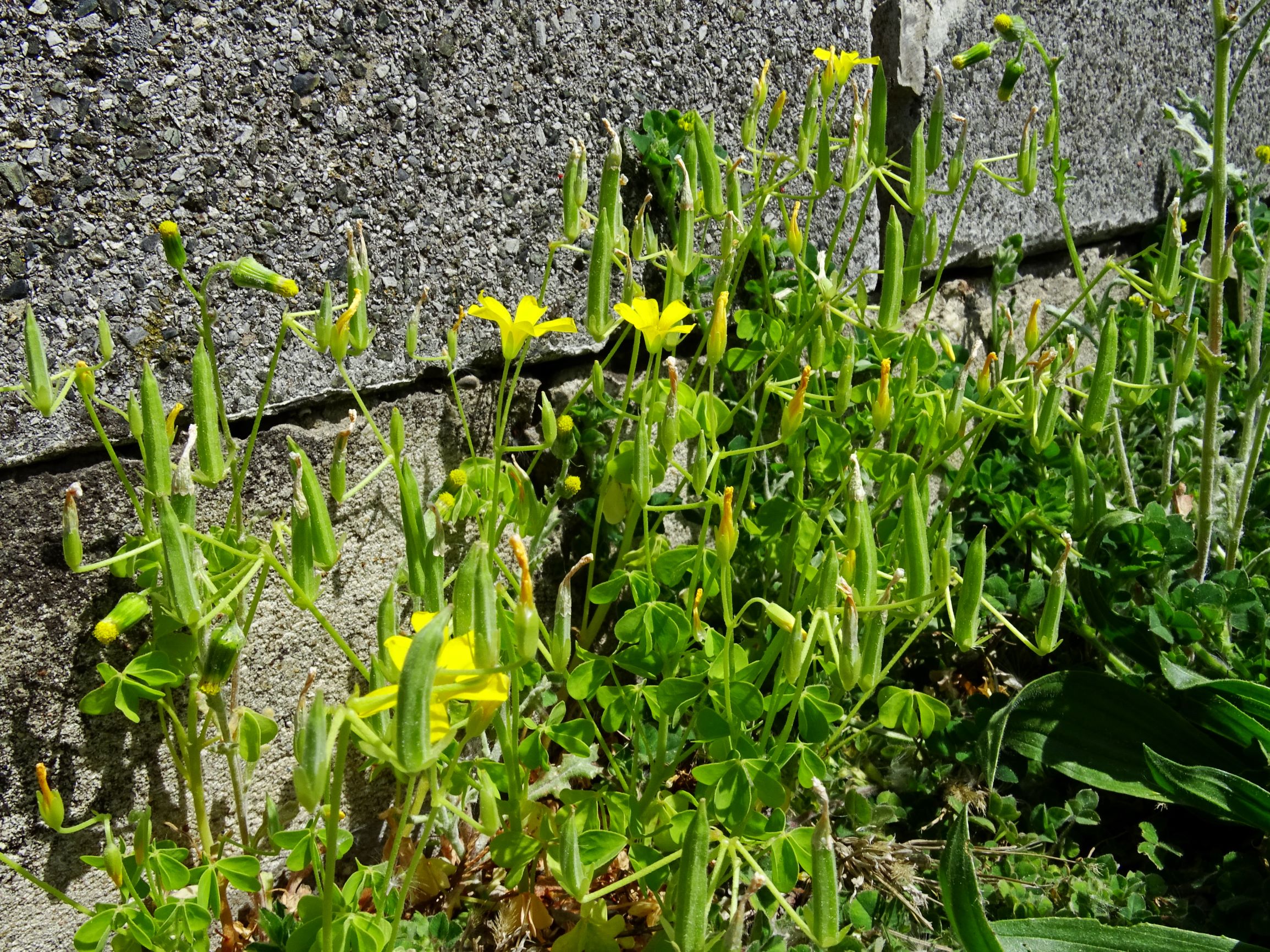 DSC00995 hbg oxalis dillenii.JPG