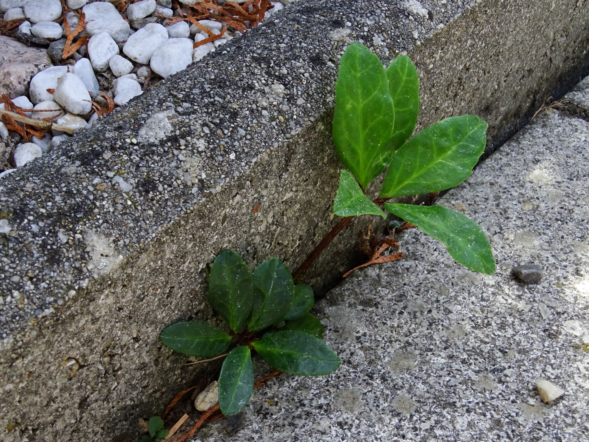 DSC01001 hbg helleborus niger.JPG