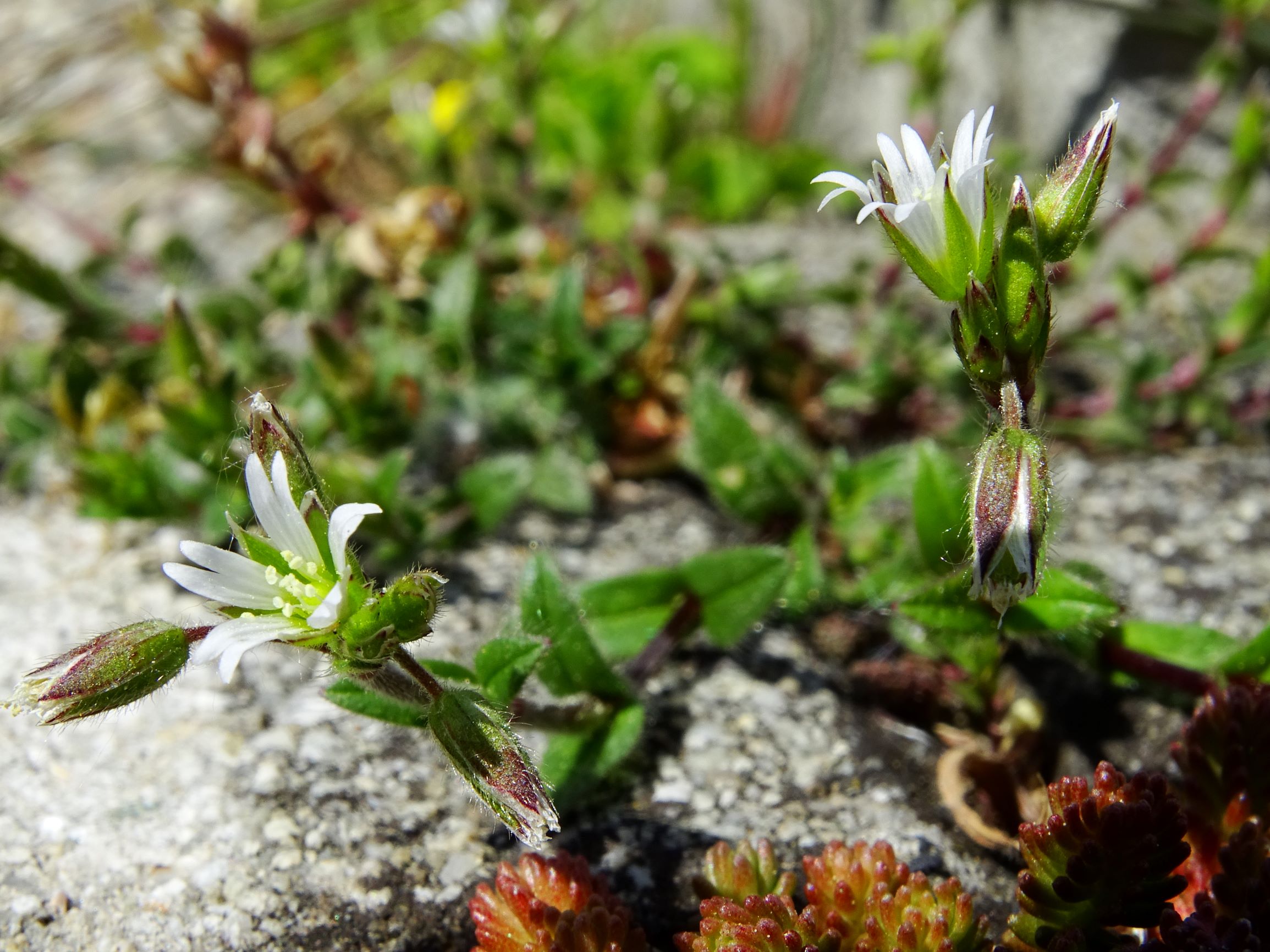 DSC01018 hbg cerastium holosteoides.JPG