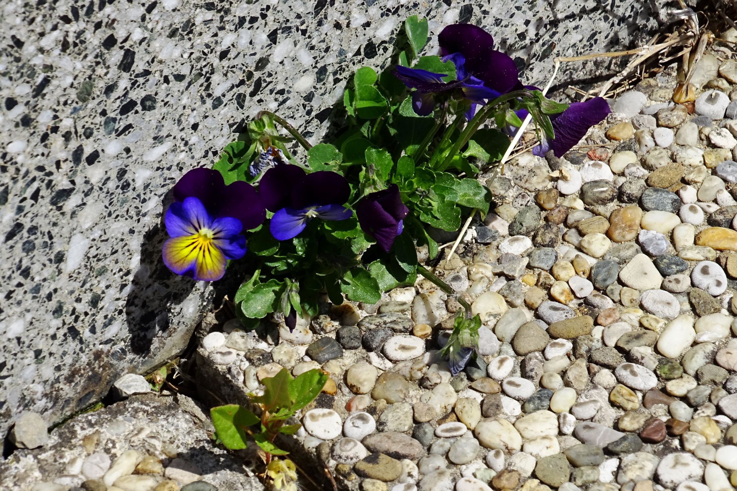 DSC01026  hbg viola wittrockiana dunkel.JPG