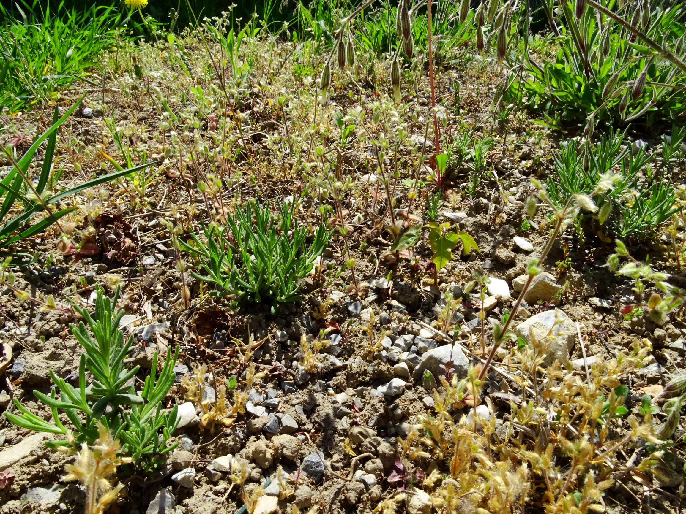 DSC01138 hbg lavandula angustifolia.JPG