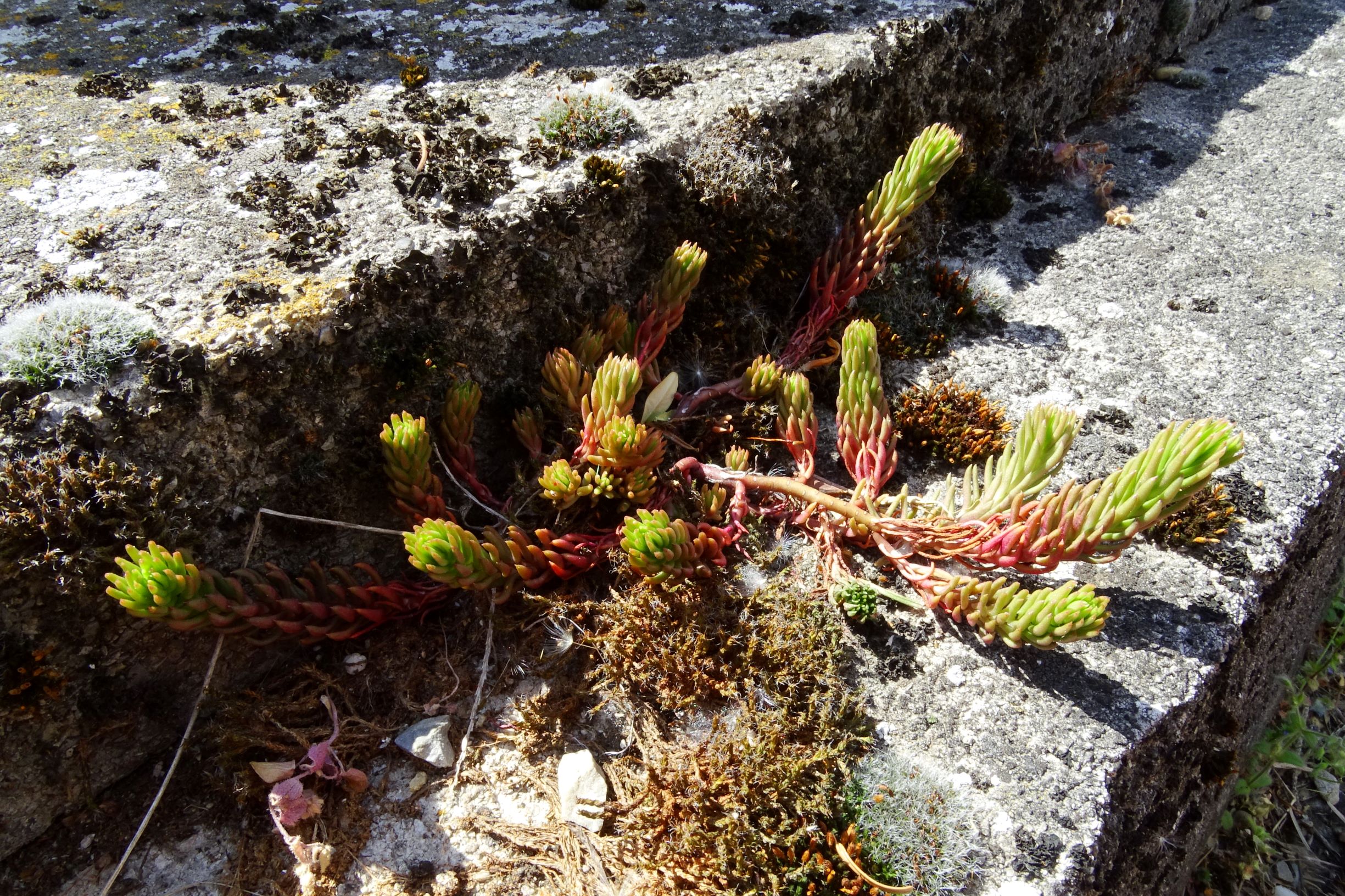 DSC01033 hbg sedum cf. rupestre agg..JPG