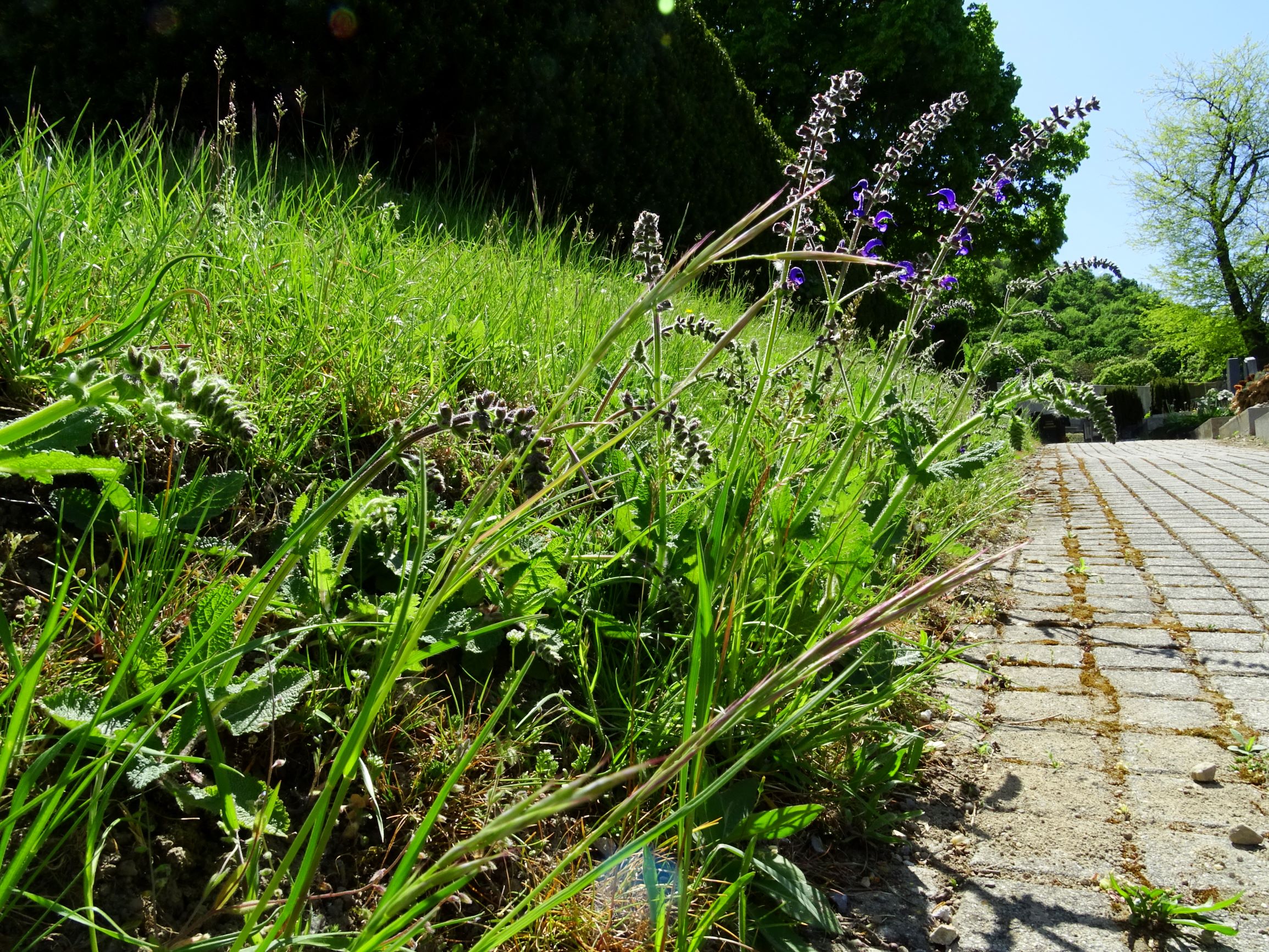 DSC01056 hbg bromus erectus, salvia pratensis.JPG