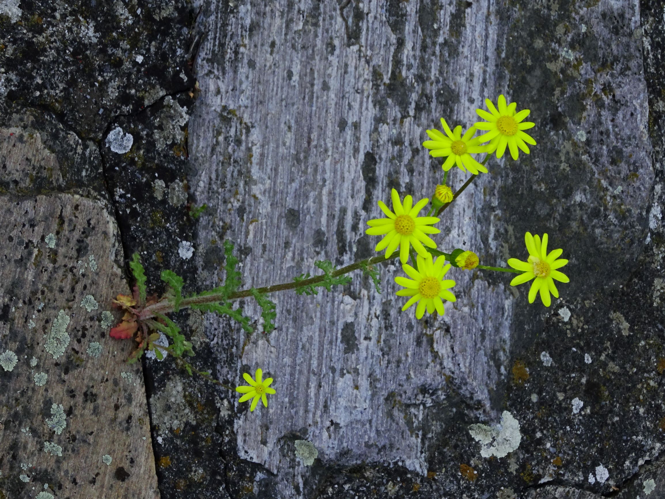 DSC01067 hbg senecio vernalis.JPG