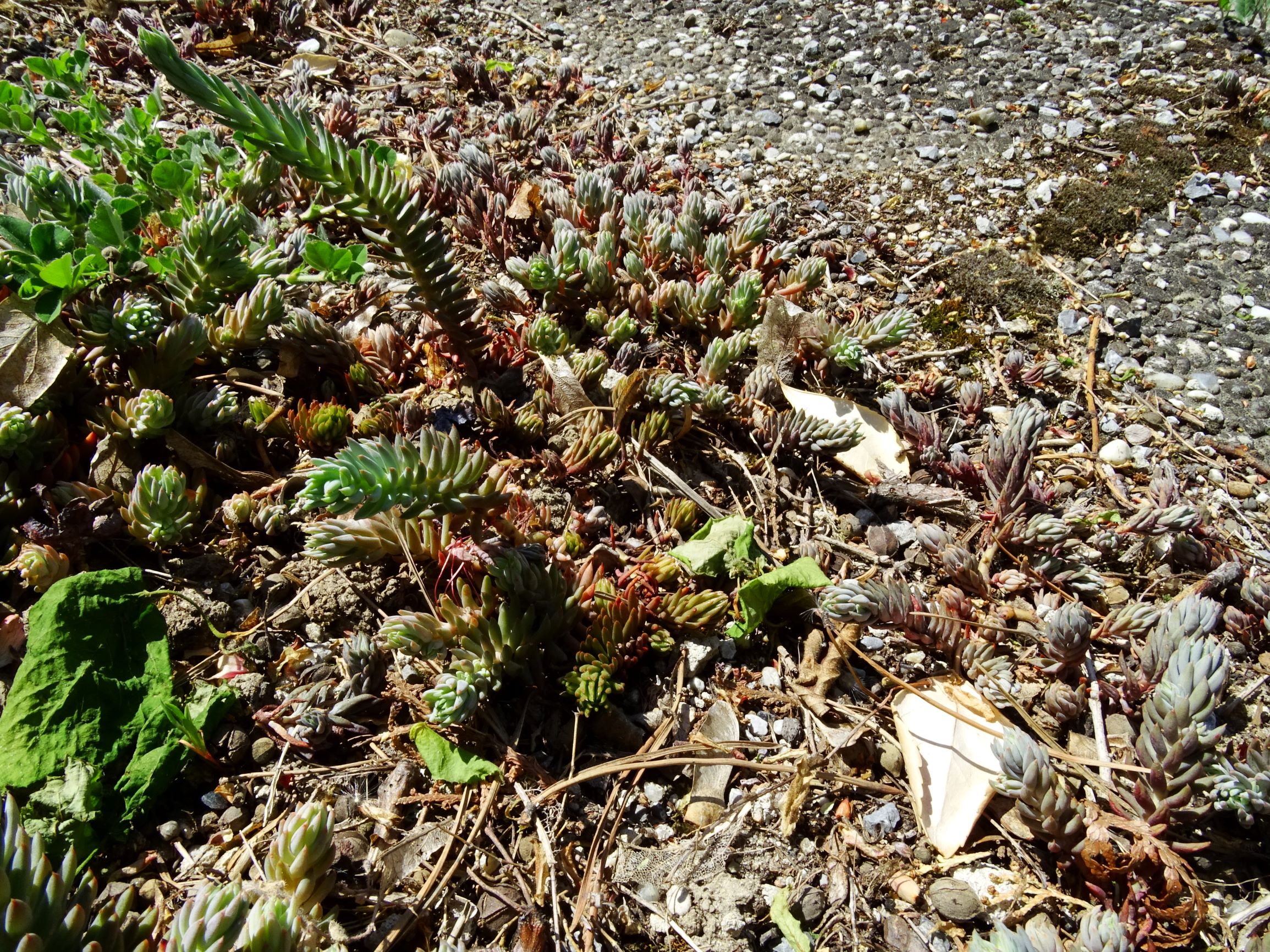 DSC01093 hbg sedum rupestre agg.-sippen.JPG