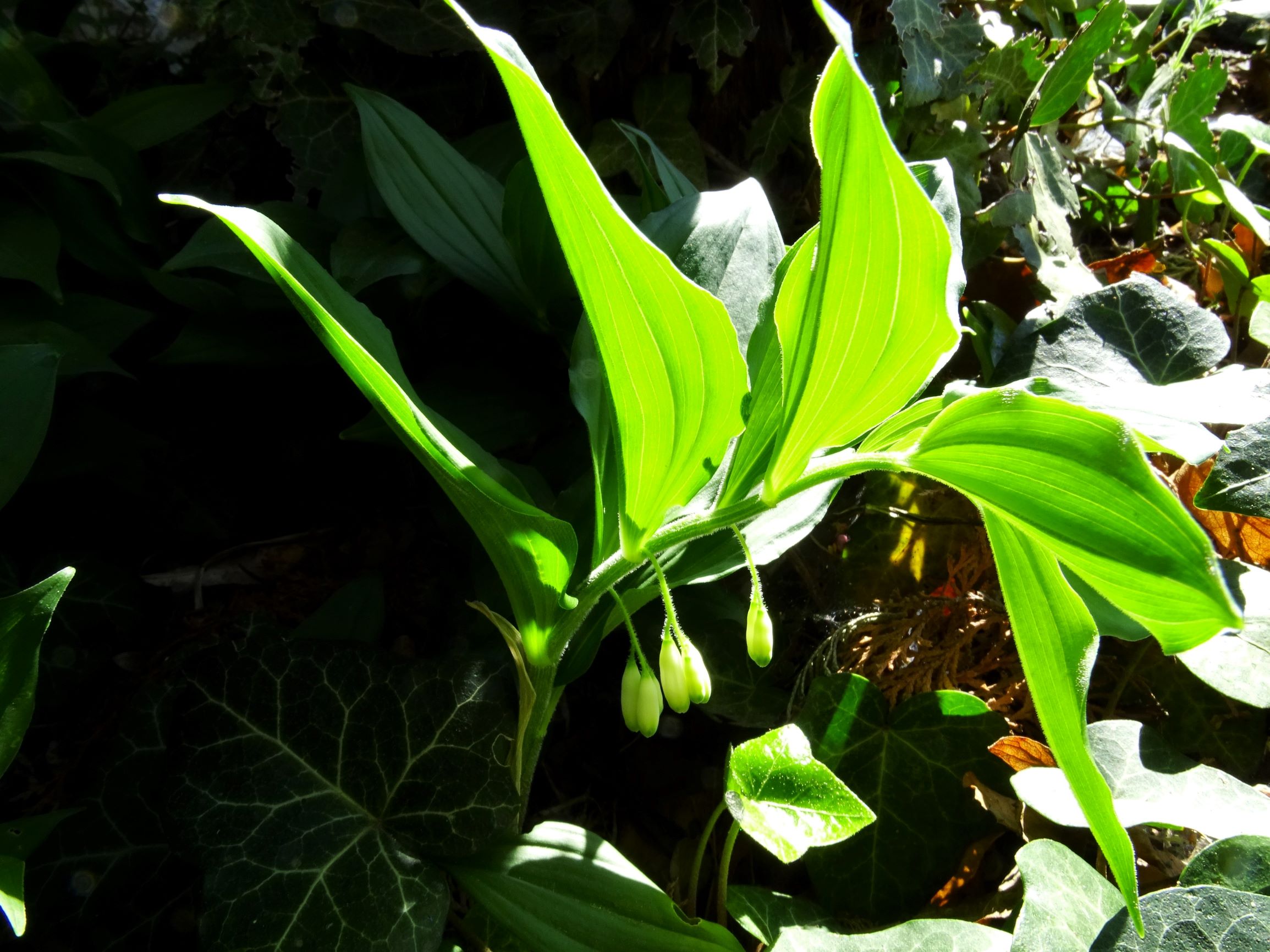 DSC01103 hbg polygonatum latifolium, hedera helix.JPG