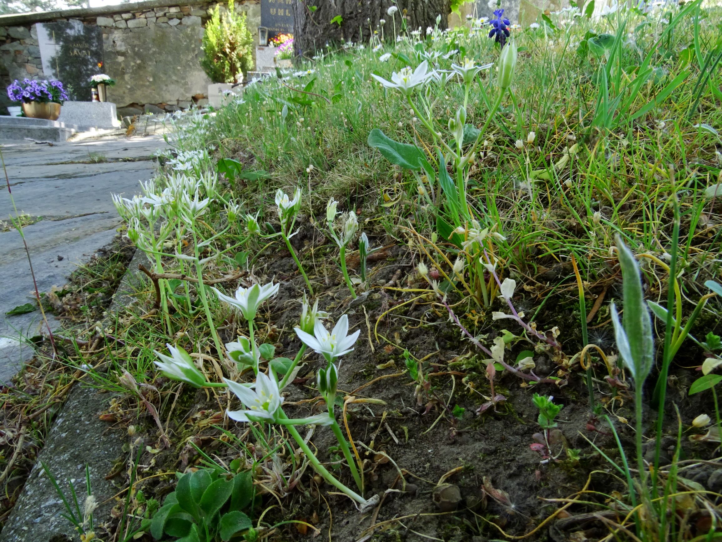 DSC01084 hbg ornithogalum kochii, muscari neglectum, ranunculus illyricus.JPG