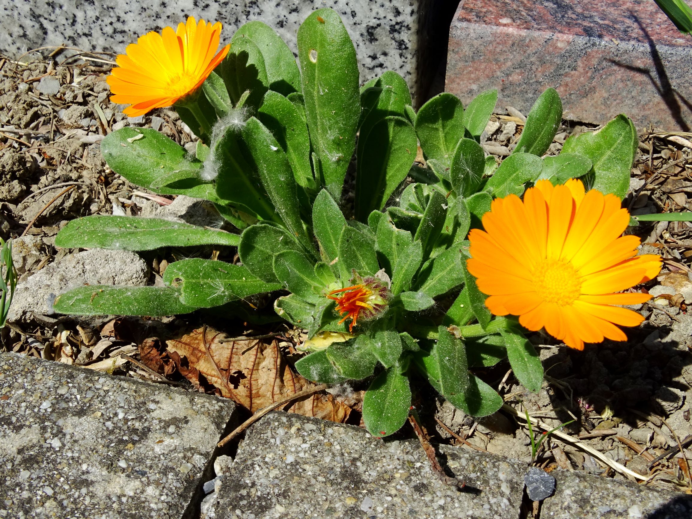 DSC01132 hbg calendula officinalis.JPG