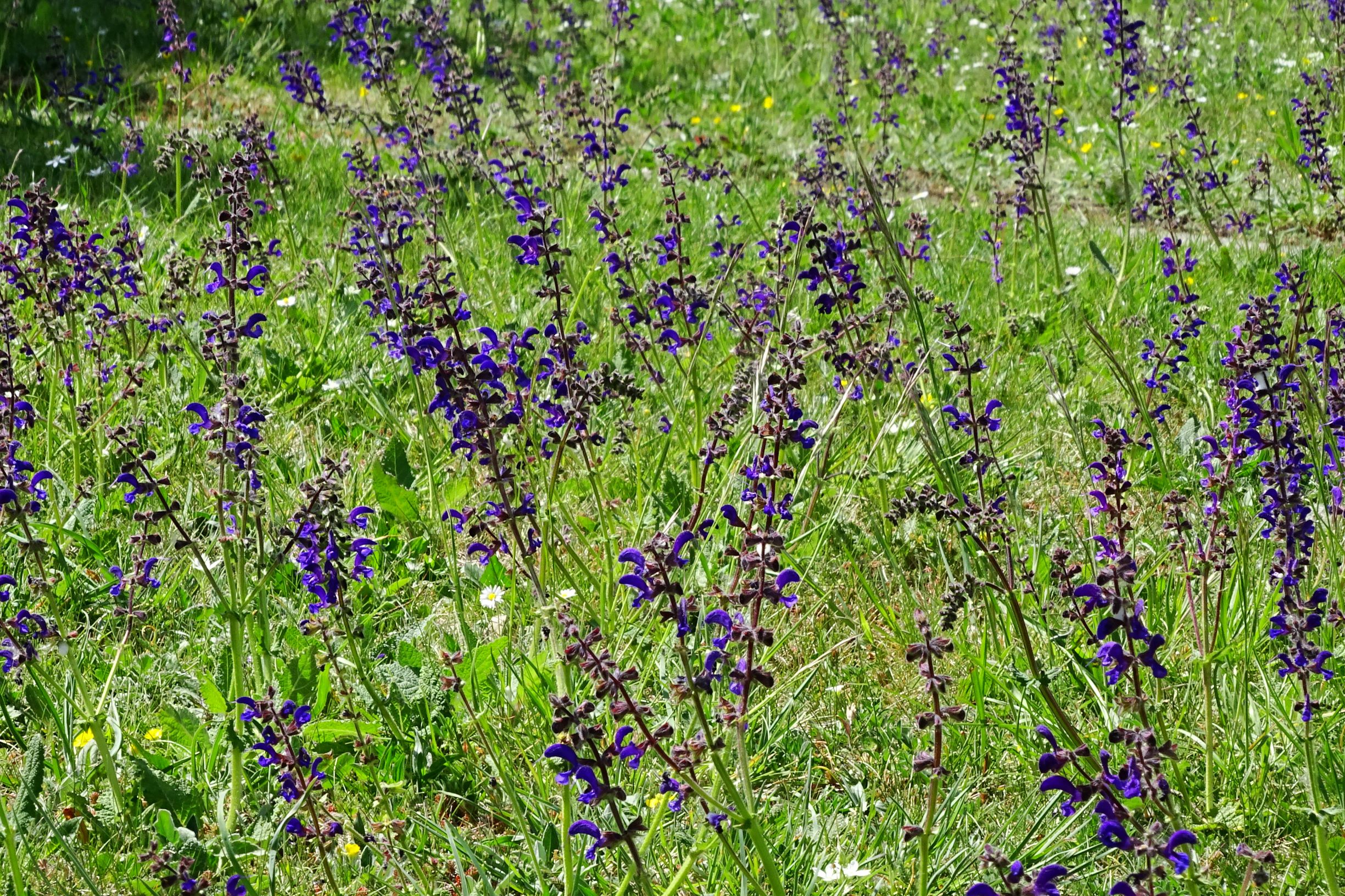 DSC01148 hbg salvia pratensis.JPG