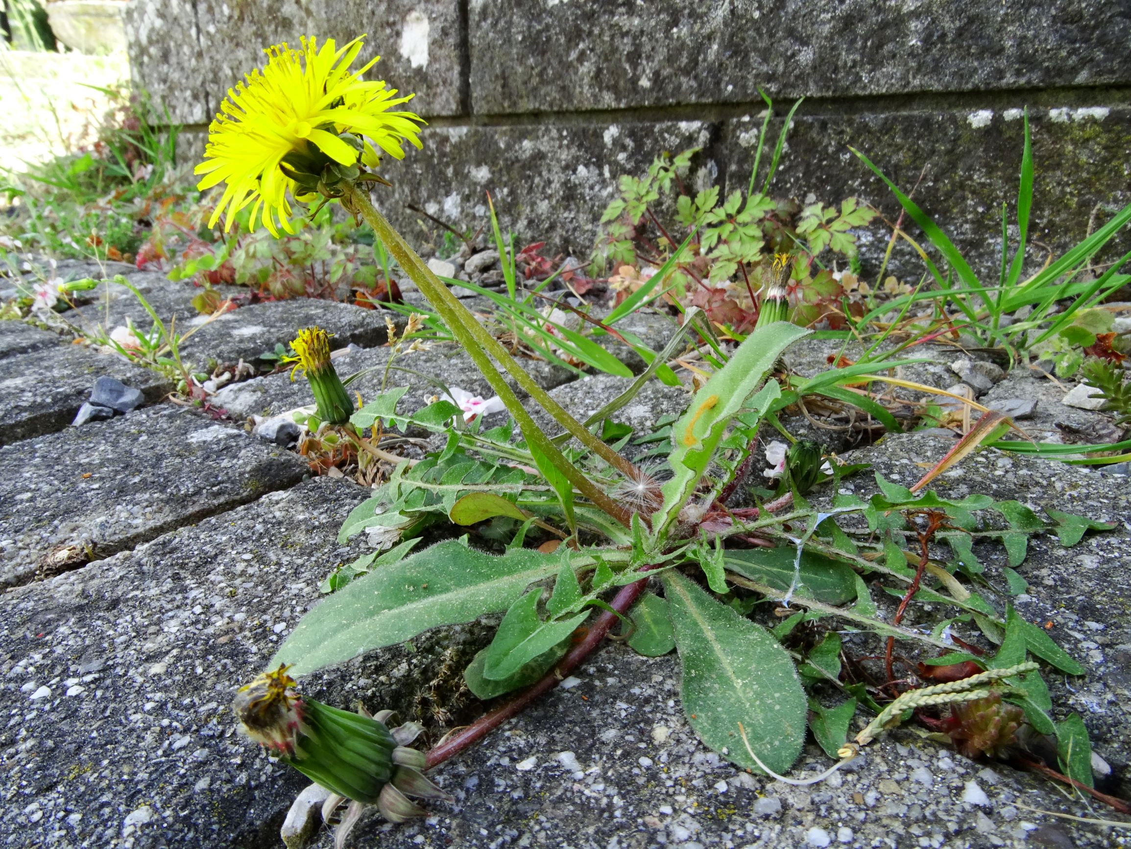 DSC01151 hbg taraxacum laevigatum agg..JPG