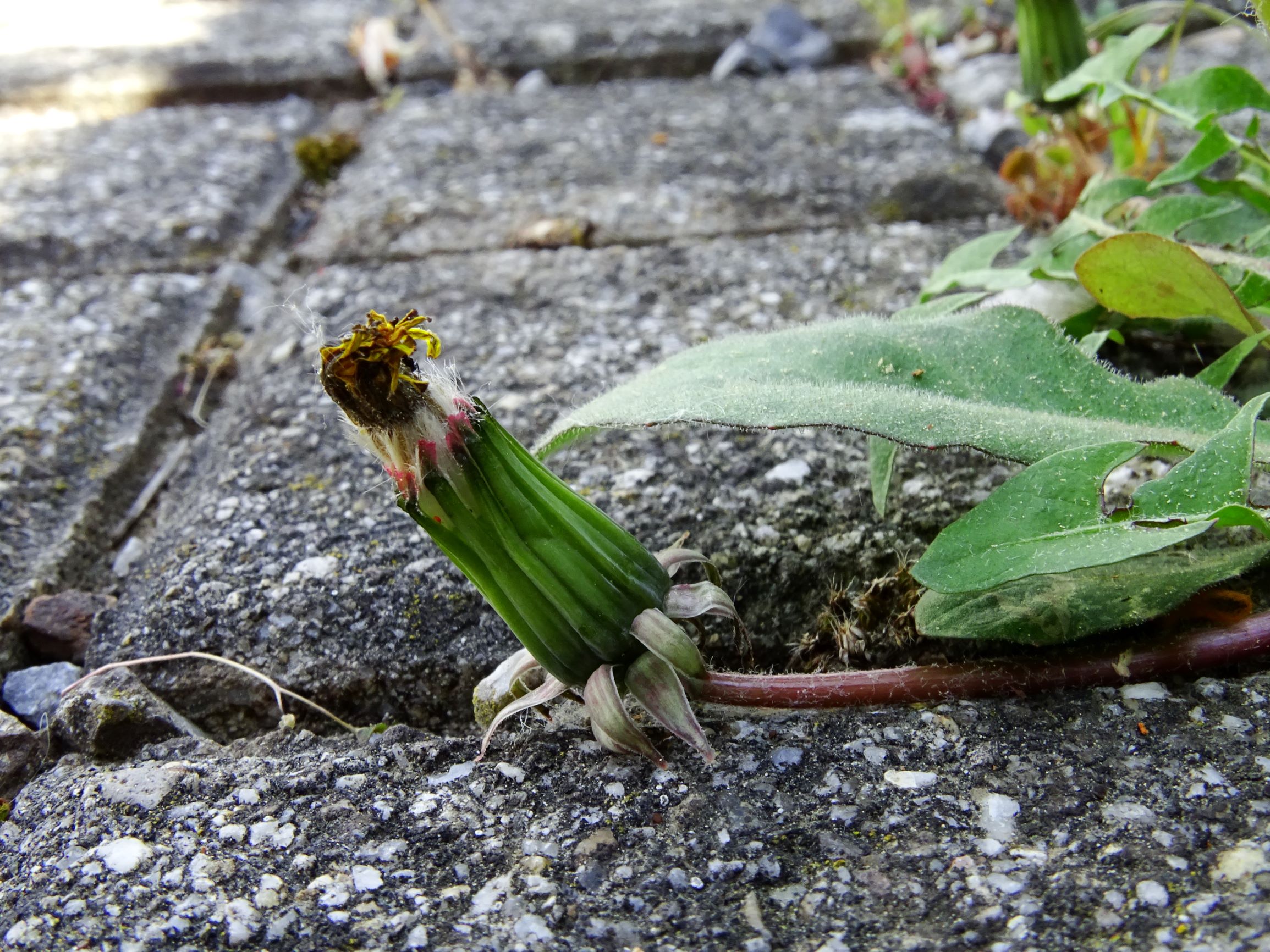 DSC01152 hbg taraxacum laevigatum agg..JPG