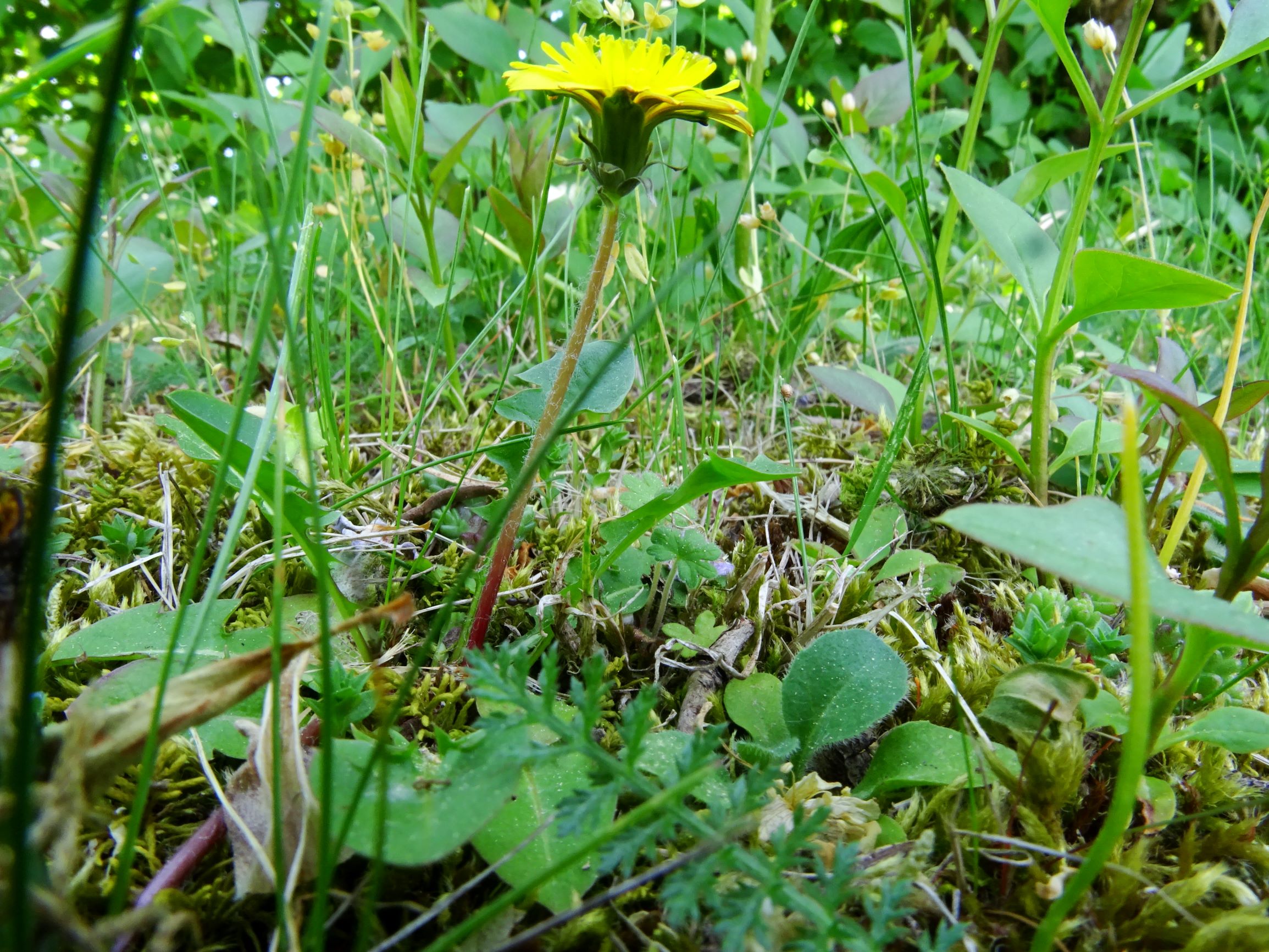 DSC01195 hbg taraxacum laevigatum agg. kleinköpfig.JPG