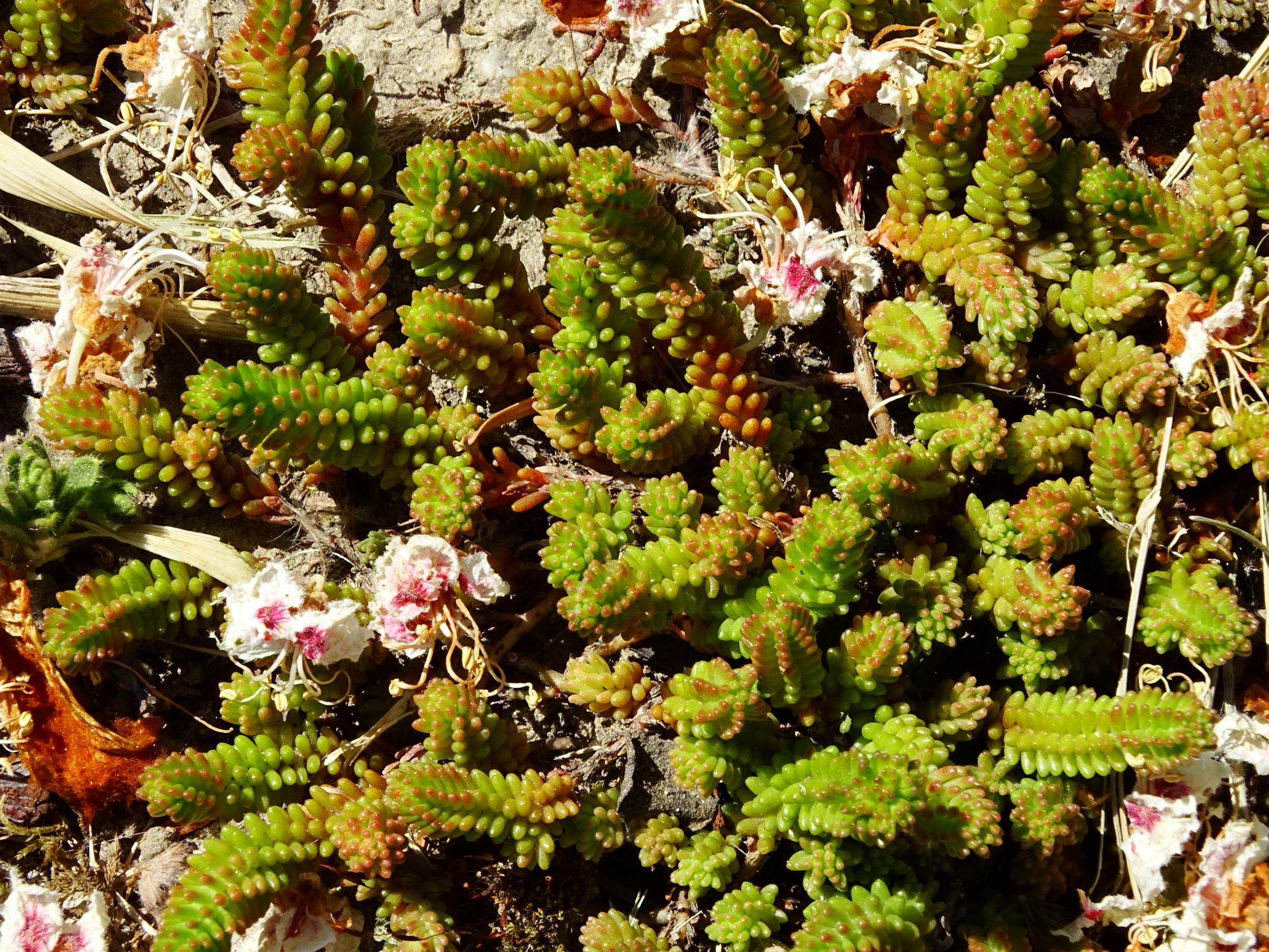 DSC01156 hbg sedum sexangulare.JPG