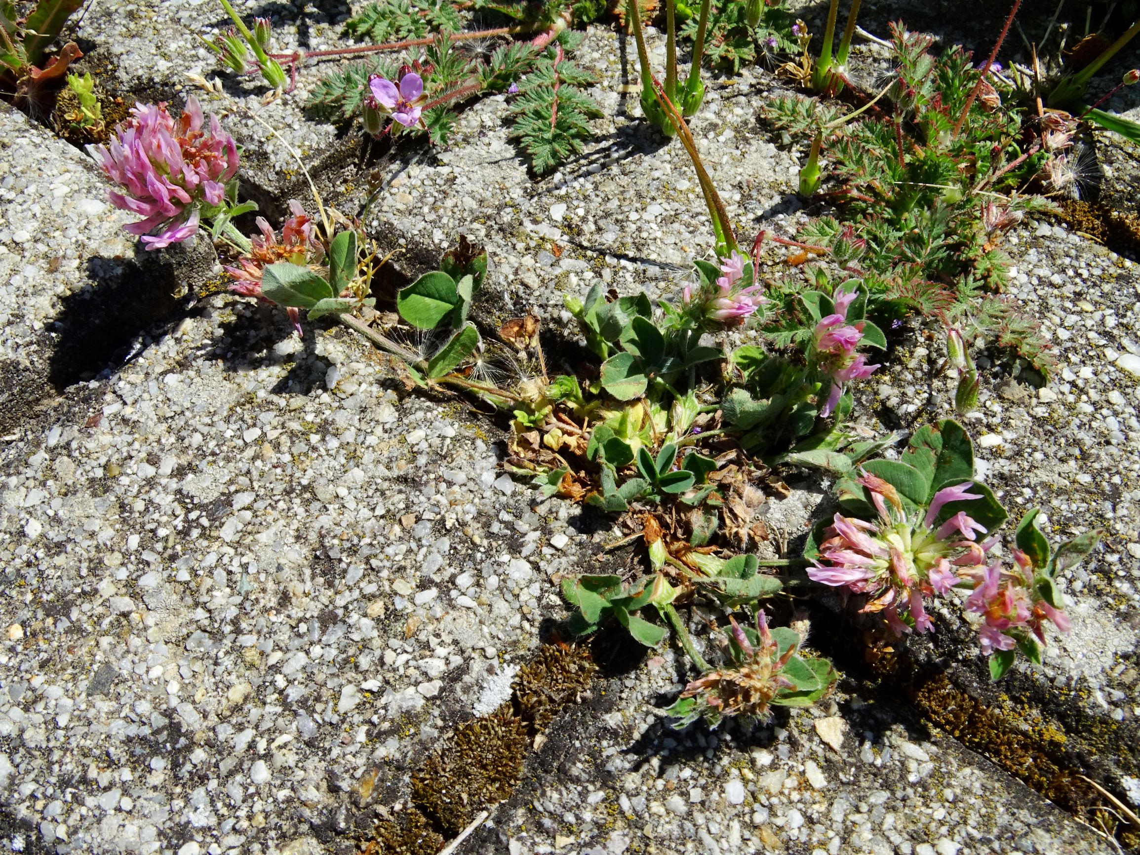 DSC01172 hbg trifolium pratense.JPG