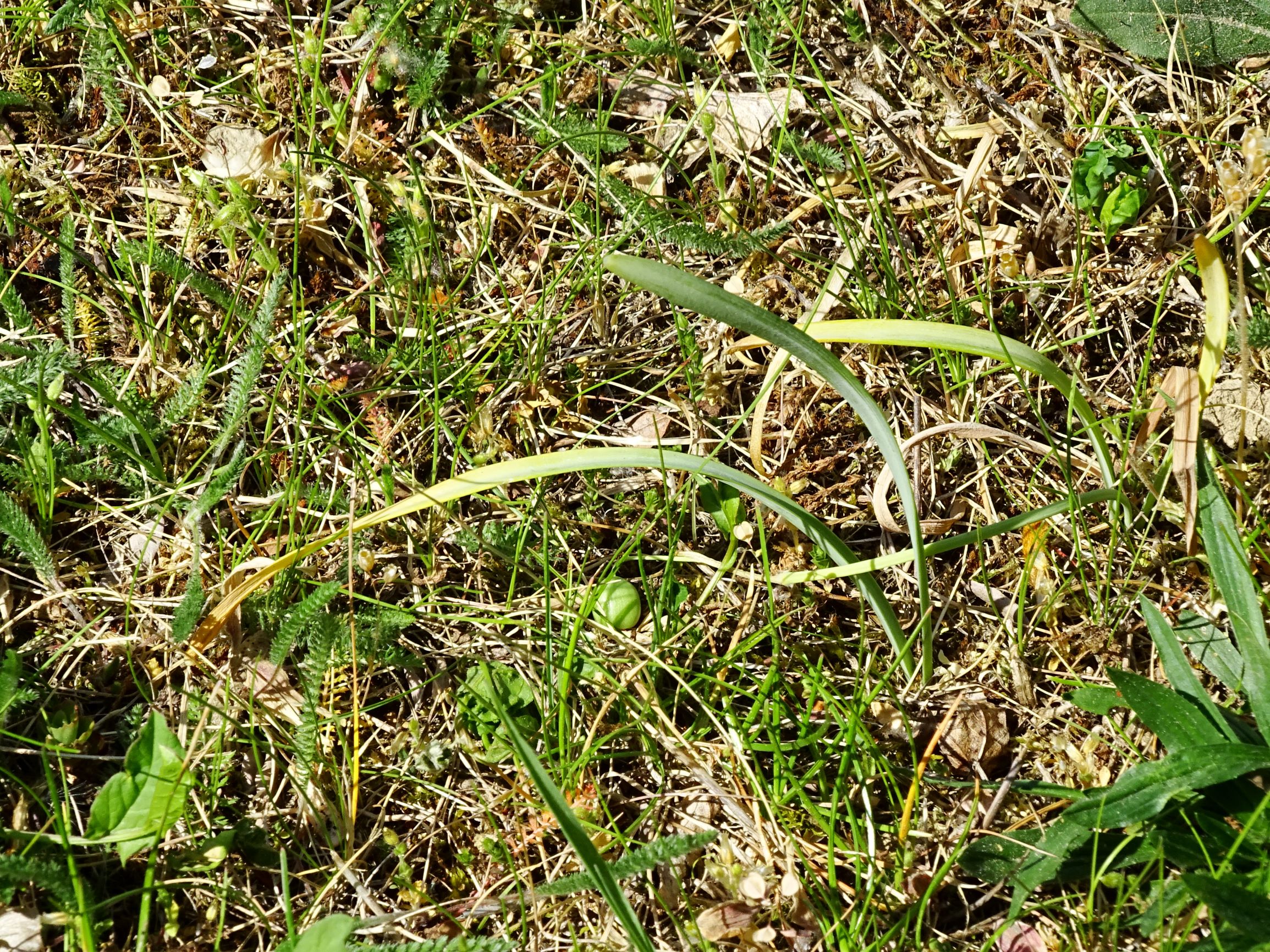 DSC01192 hbg galanthus nivalis.JPG