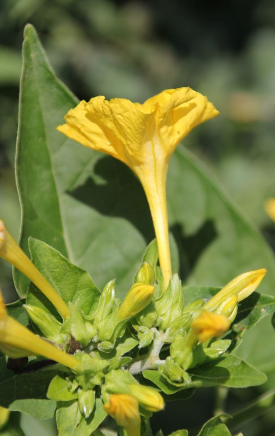 Mirabilis_jalapa_Moellersdorf_20170721_08.jpg