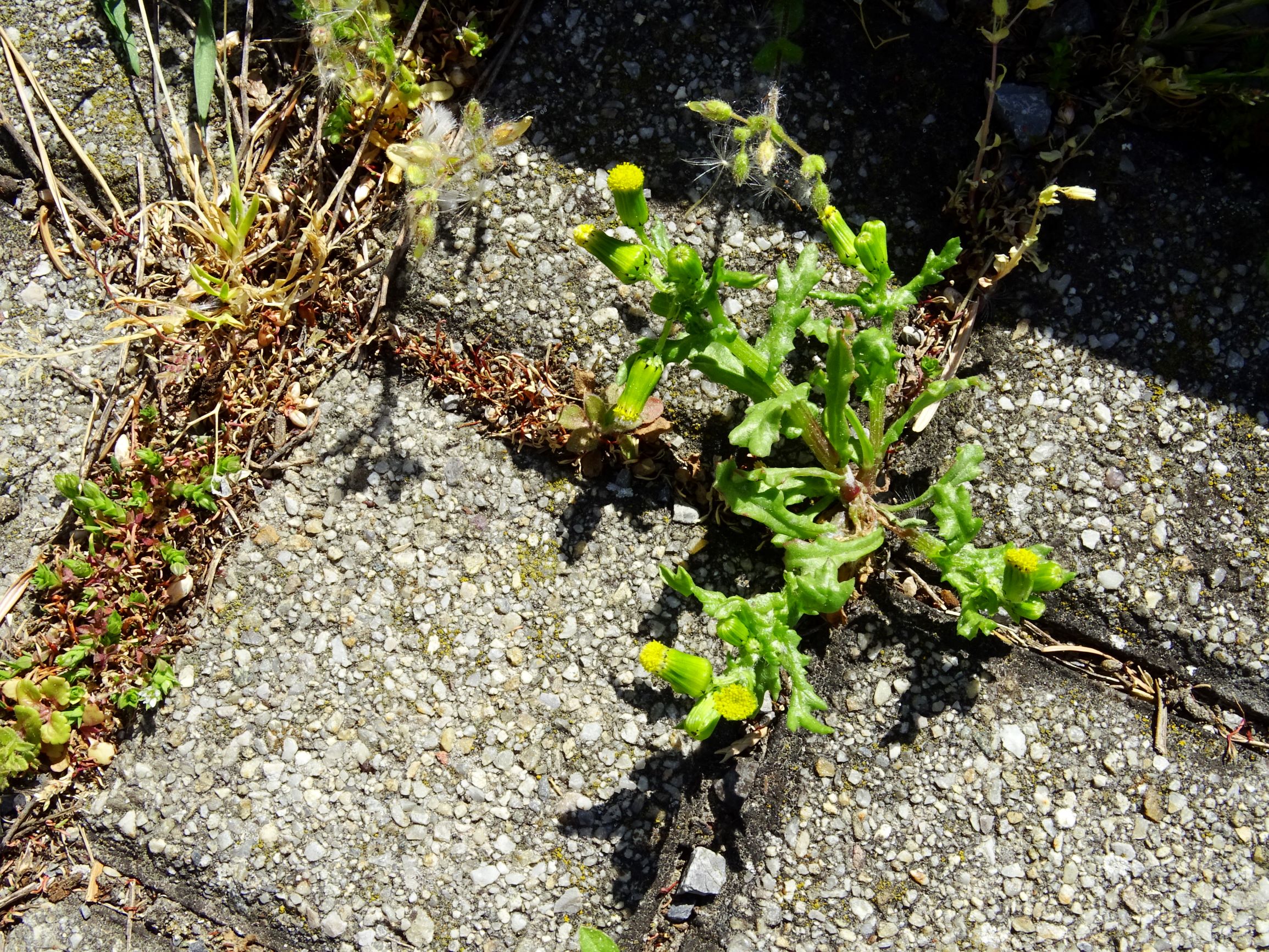 DSC01267 hbg senecio vulgaris, poa annua, cerastium pumilum agg., arenaria serpyllifolia s.str..JPG