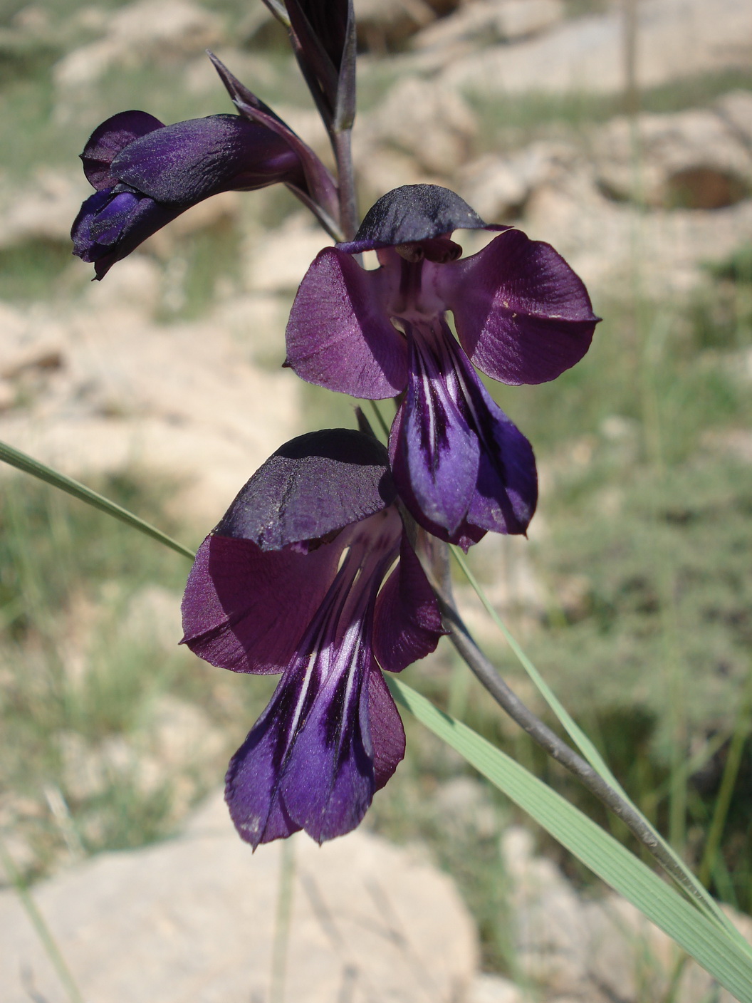 Gladiolus.atroviolaceus.Iran-Khansar.14.Stdort .1.5.18.JPG