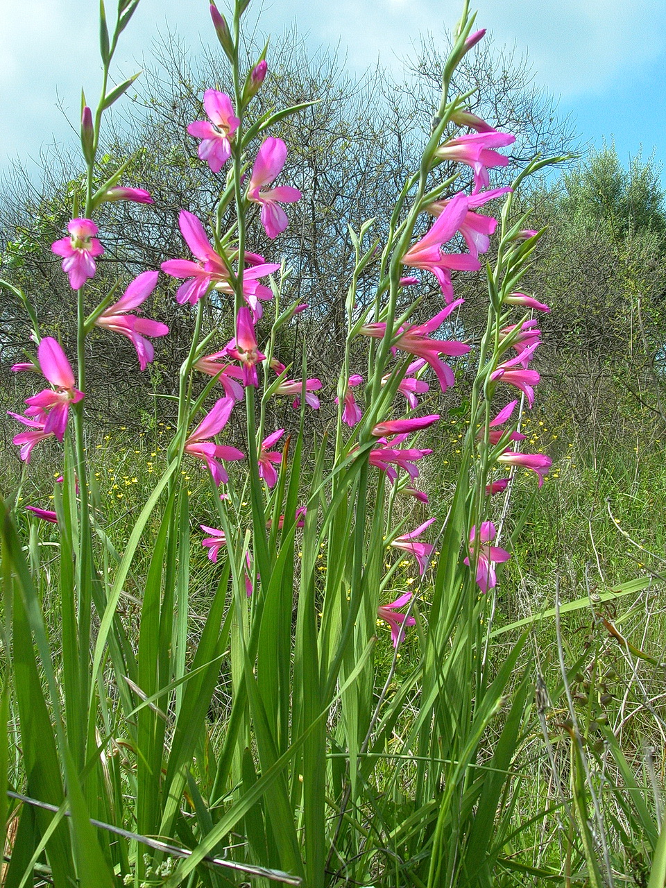 Gladiolus.italicus.Rhodos.Kattavia.21 .Apr.06.JPG