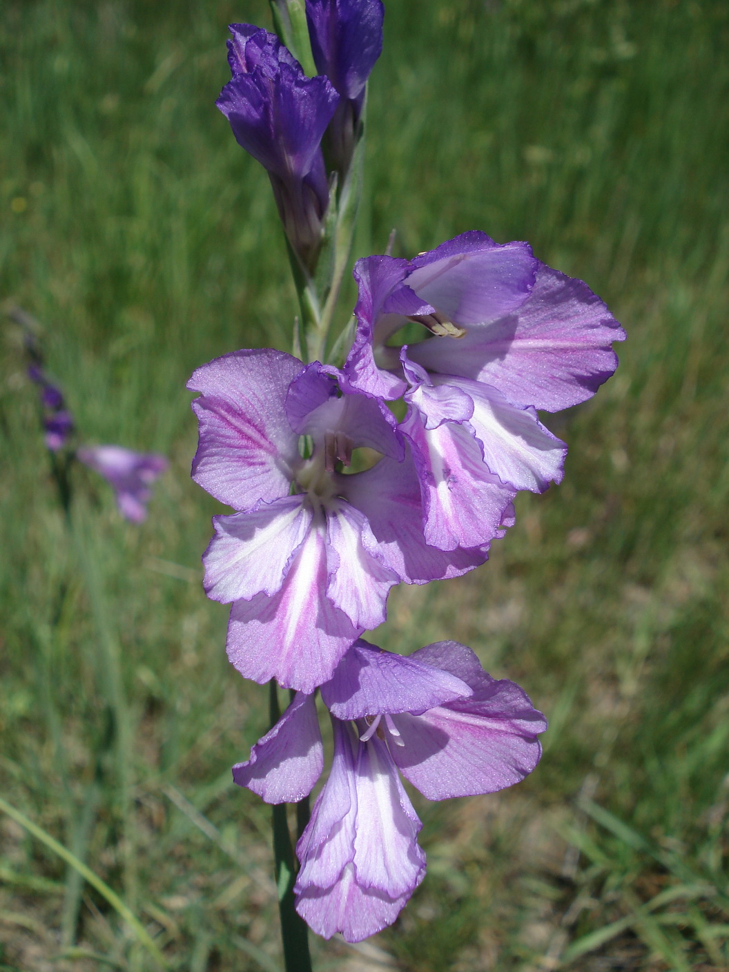 Gladiolus.kotschyanus.Iran-Elburs.Meyaneh.2.6.19.JPG