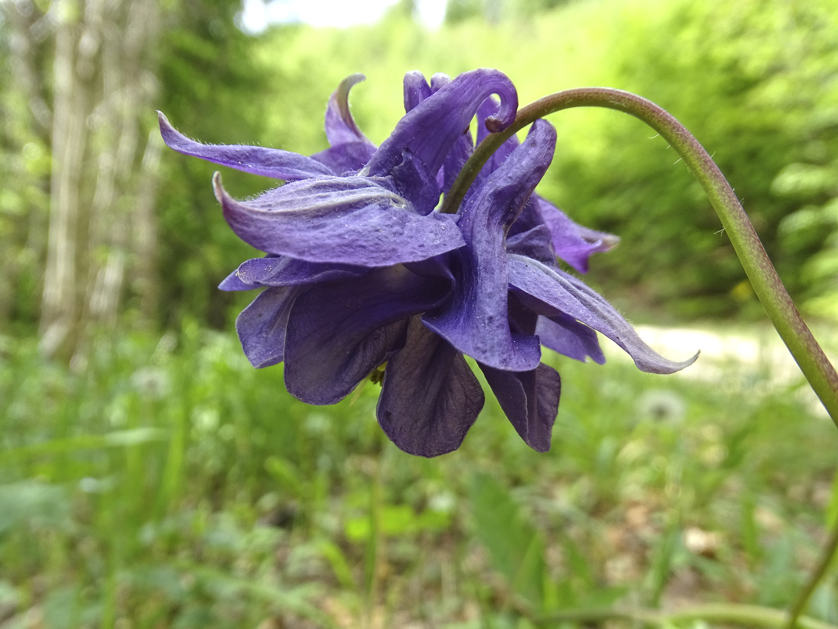 Aquilegia2_admonterkogel.jpg