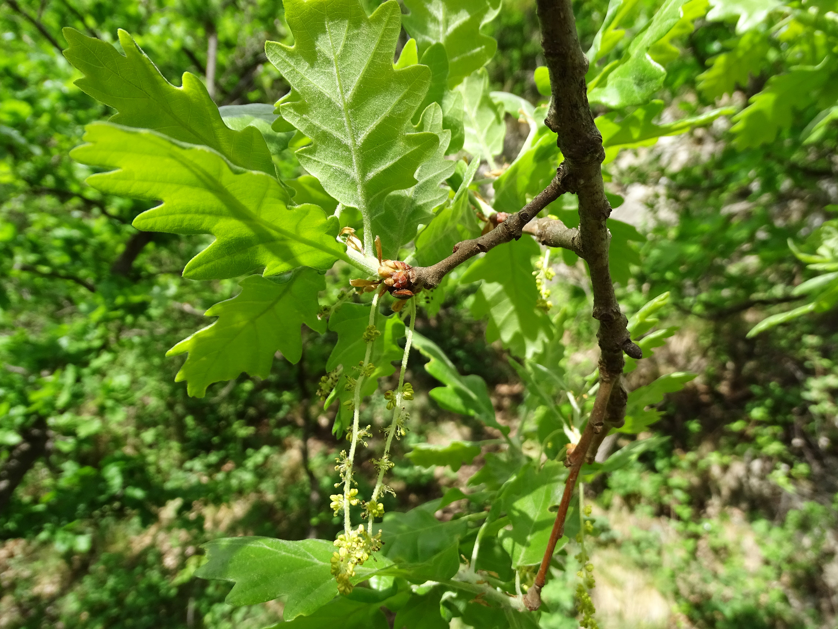 Quercus pubescens2_admonterkogel.jpg