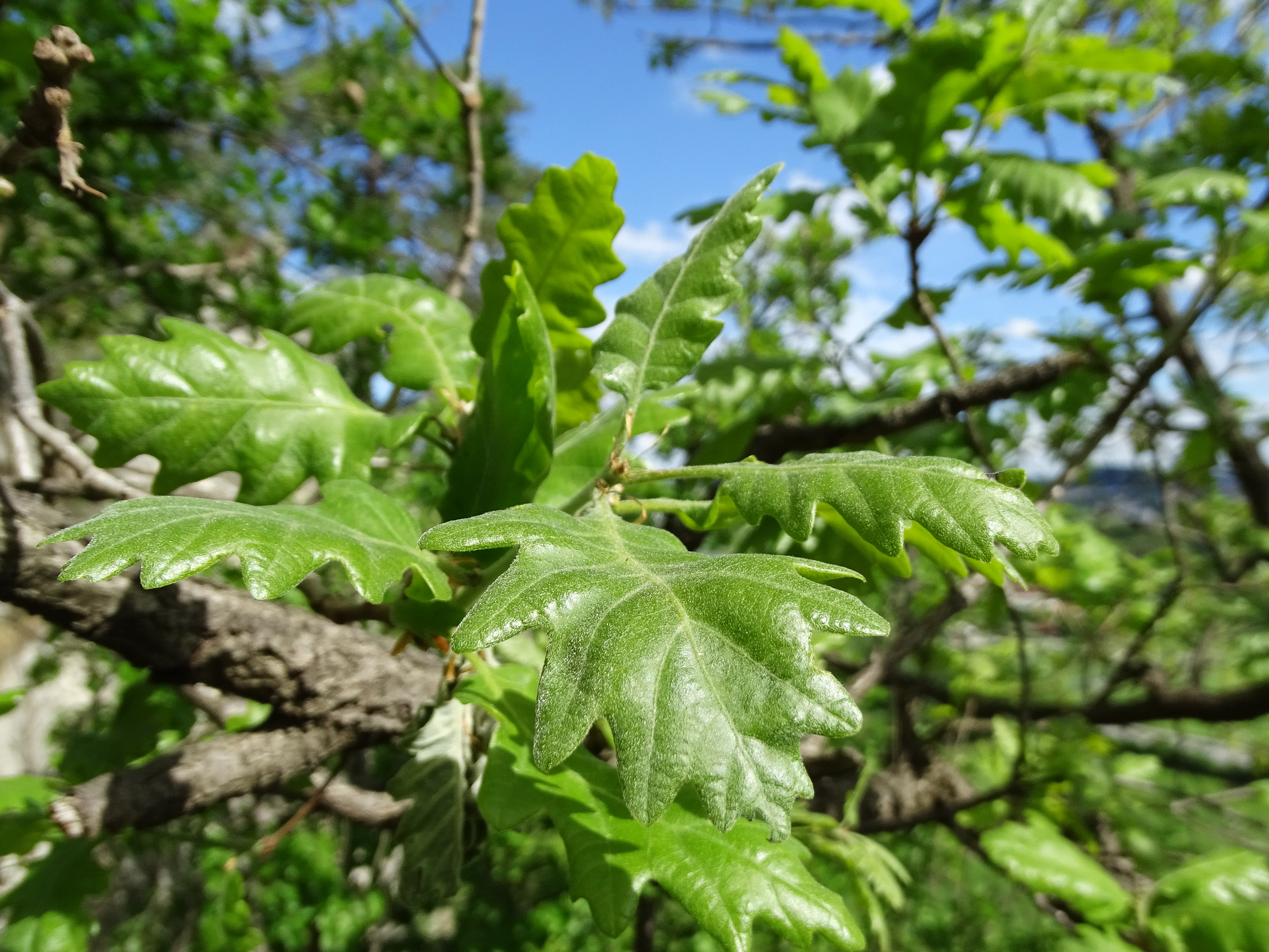 Quercus pubescens_admonterkogel.jpg