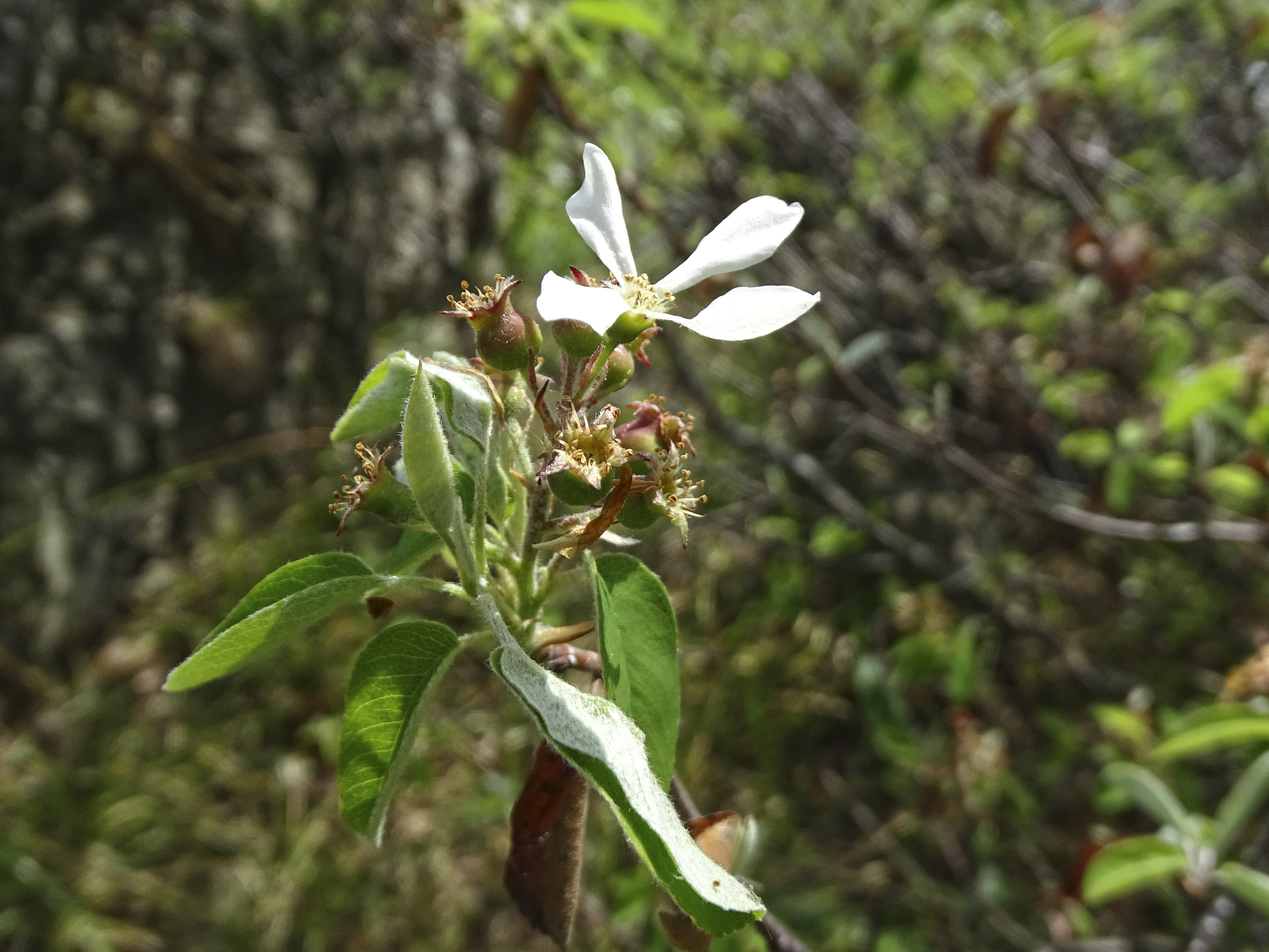 Amelanchier ovalis_admonterkogel.jpg