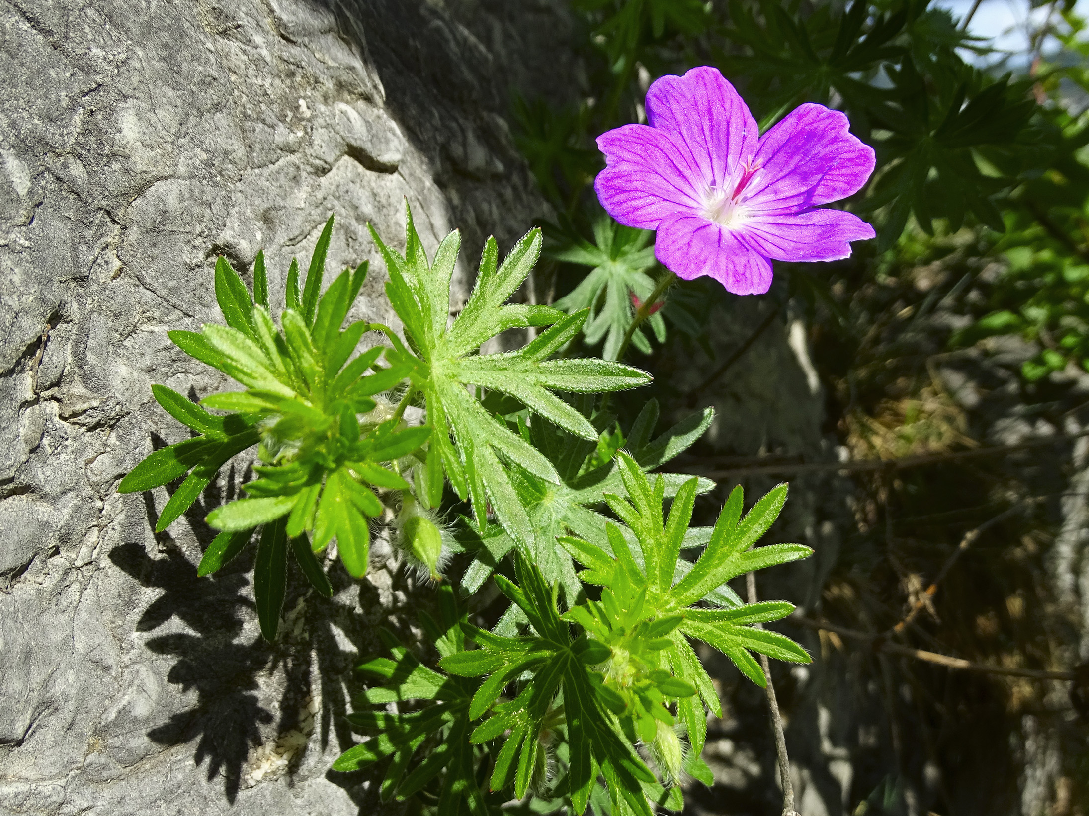 Geranium sanguineum_admonterkogel.jpg