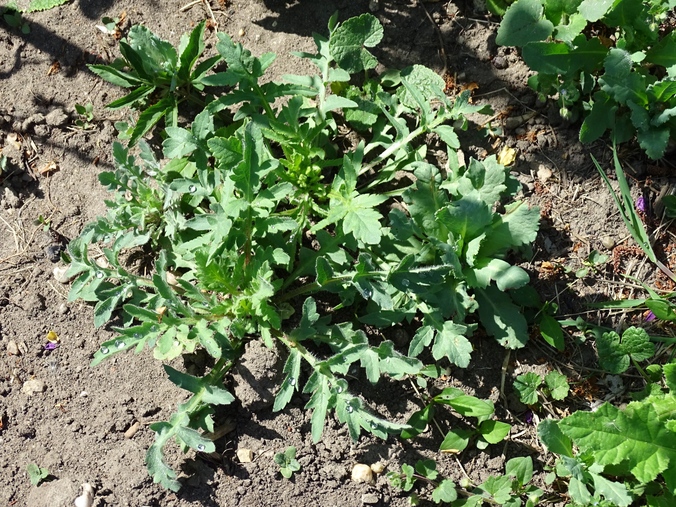 DSC01371 papaver rhoeas und p. somniferum.JPG