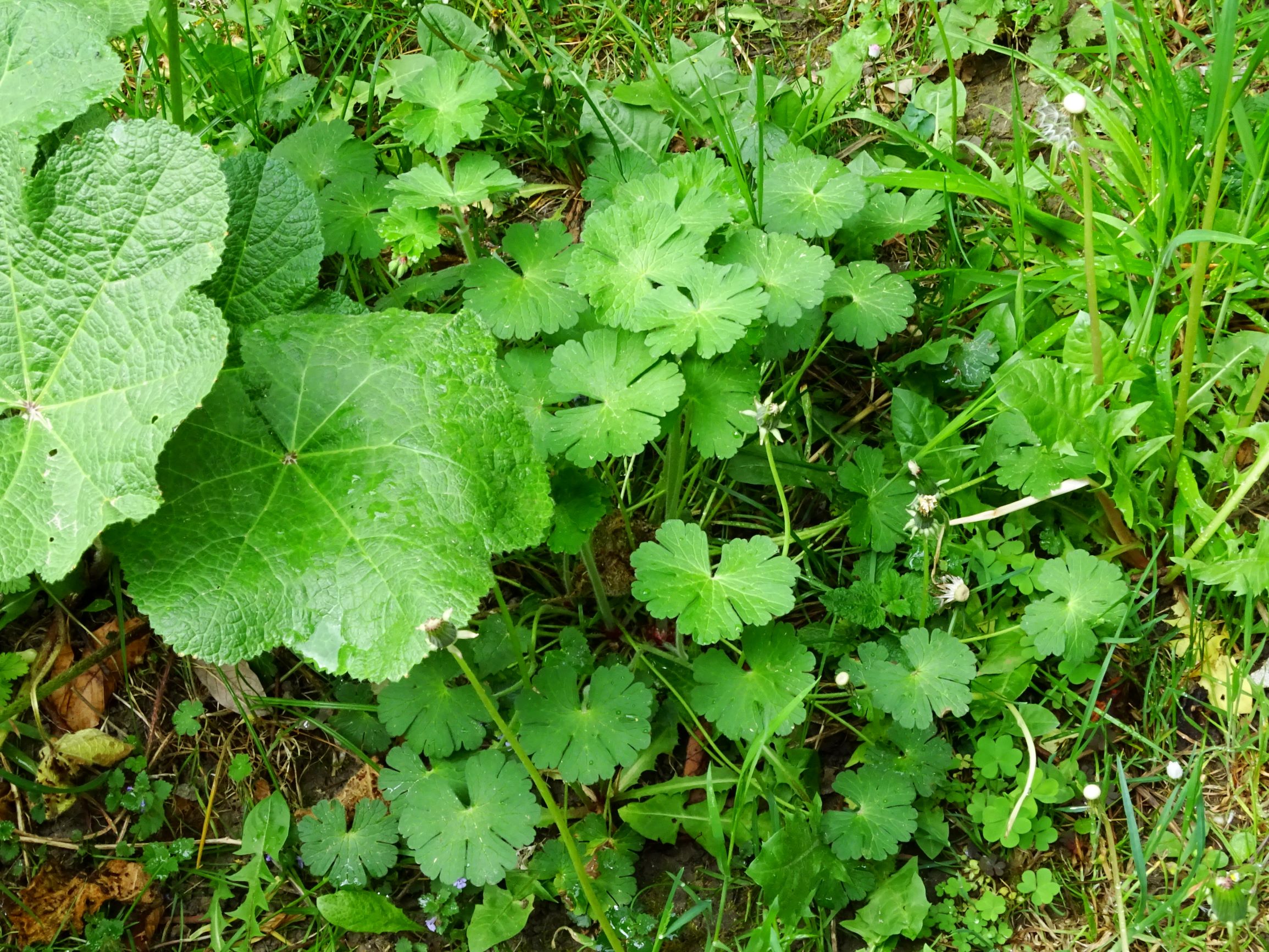 DSC01281 geranium pyrenaicum prellenkirchen 2020.JPG