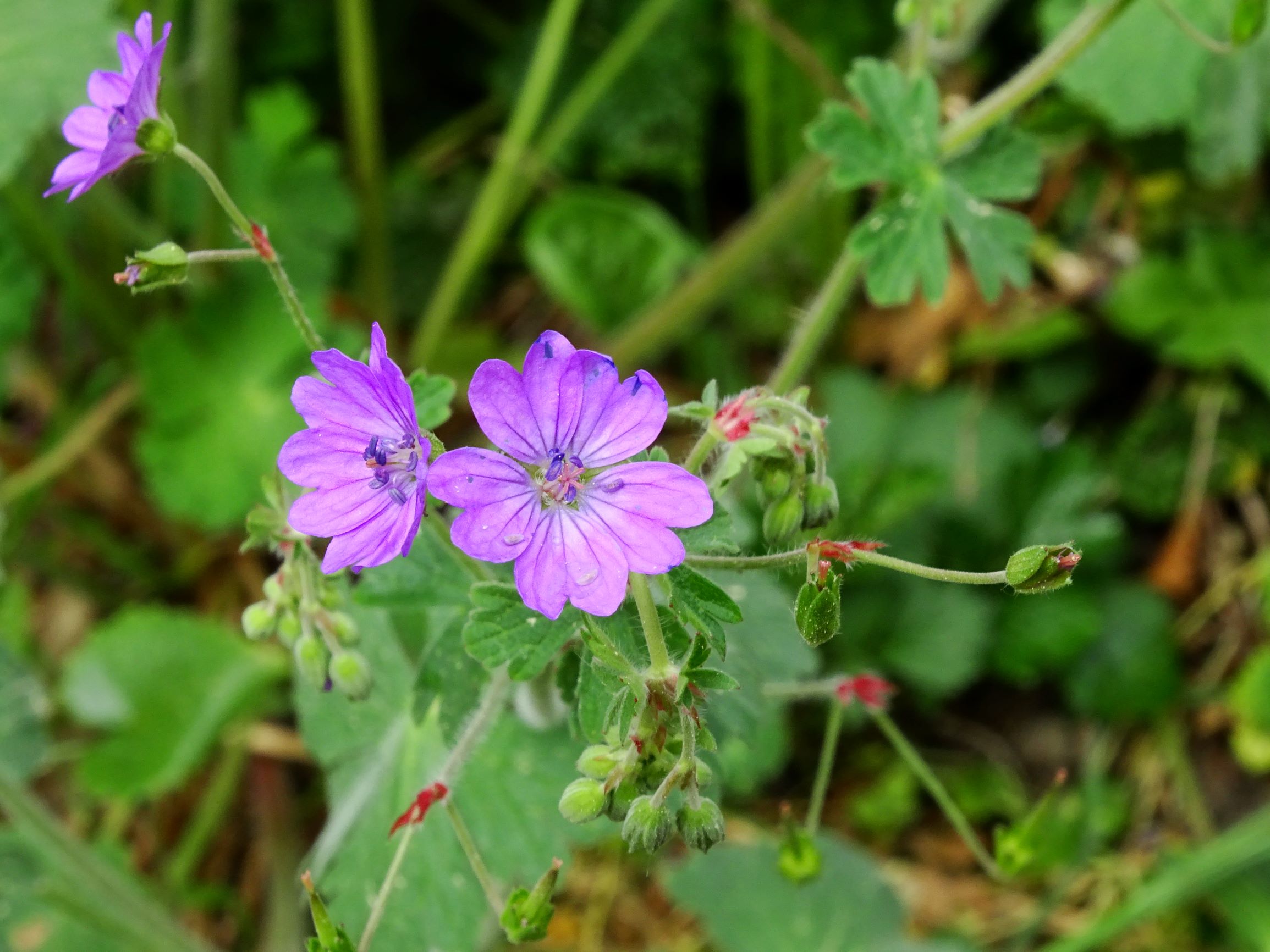 DSC01285 geranium pyrenaicum prellenkirchen 2020.JPG