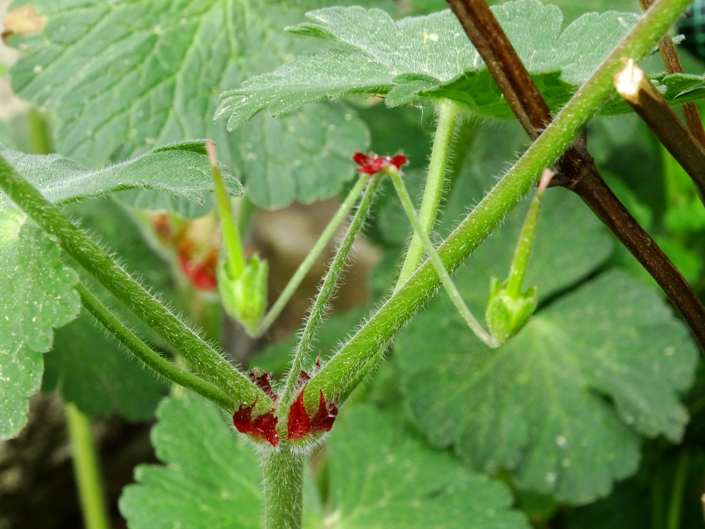 DSC01287 geranium pyrenaicum prellenkirchen 2020.JPG