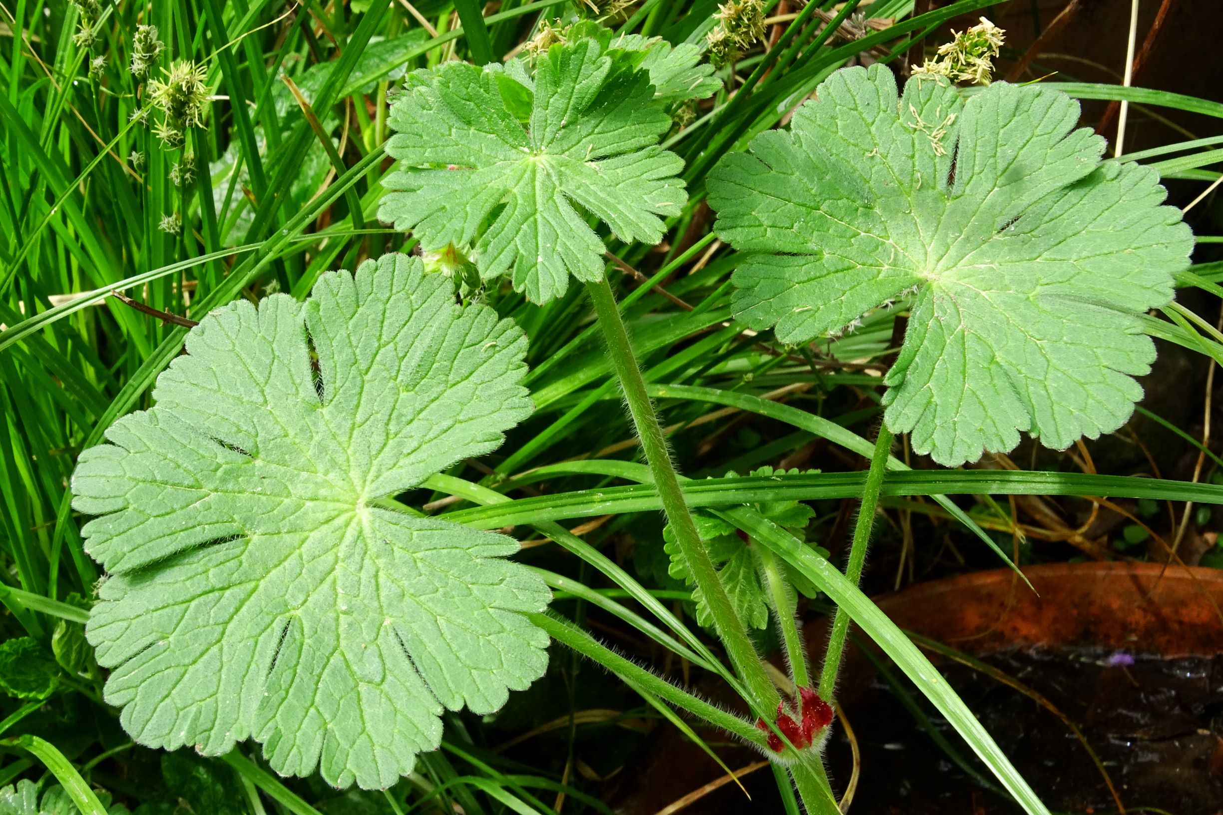 DSC01294 geranium pyrenaicum prellenkirchen 2020.JPG