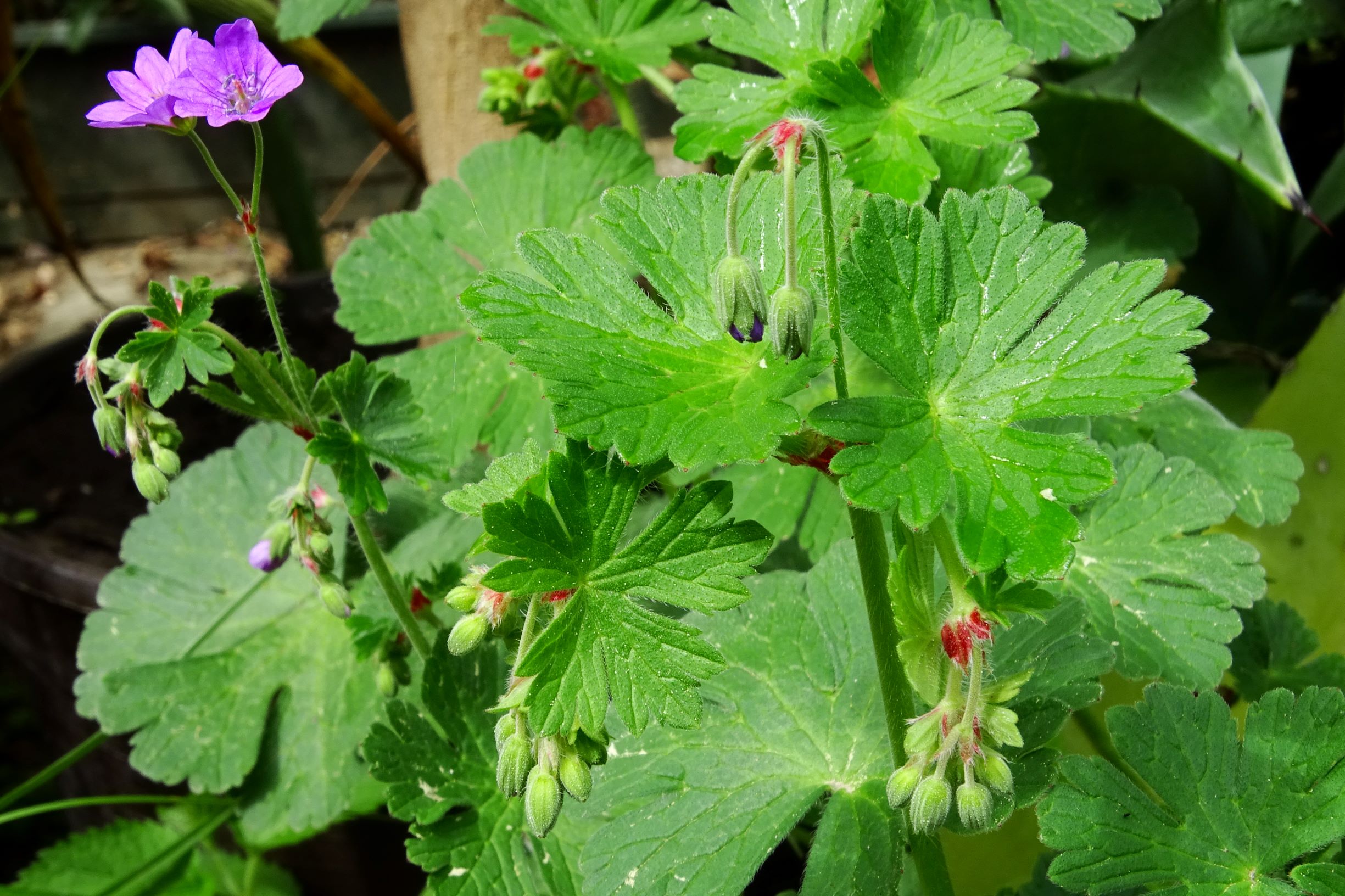 DSC01295 geranium pyrenaicum prellenkirchen 2020.JPG