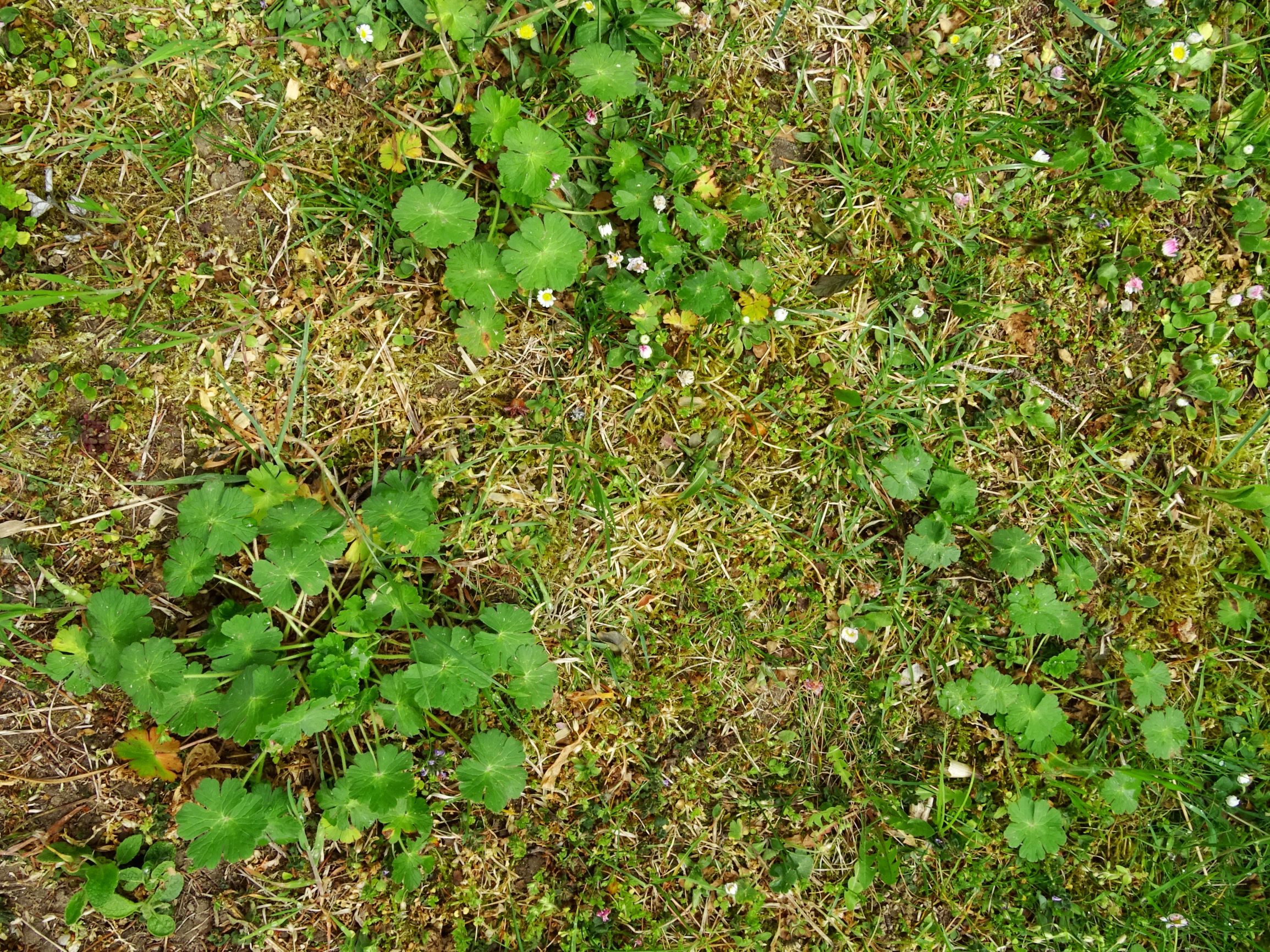 DSC01296 geranium pyrenaicum prellenkirchen 2020.JPG