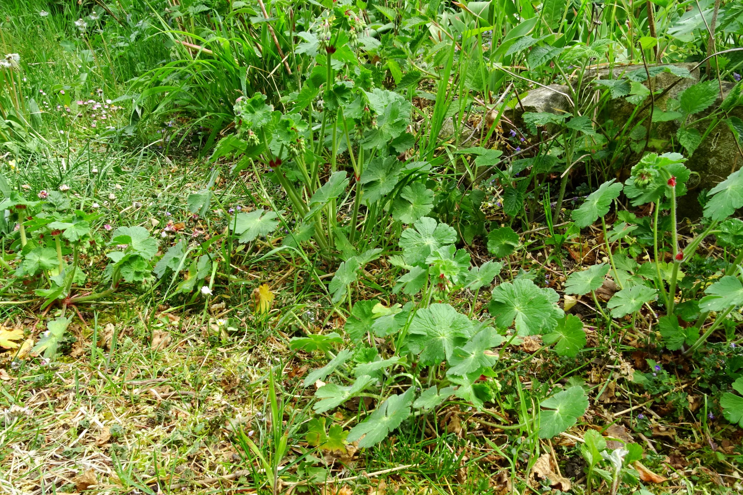 DSC01297 geranium pyrenaicum prellenkirchen 2020.JPG