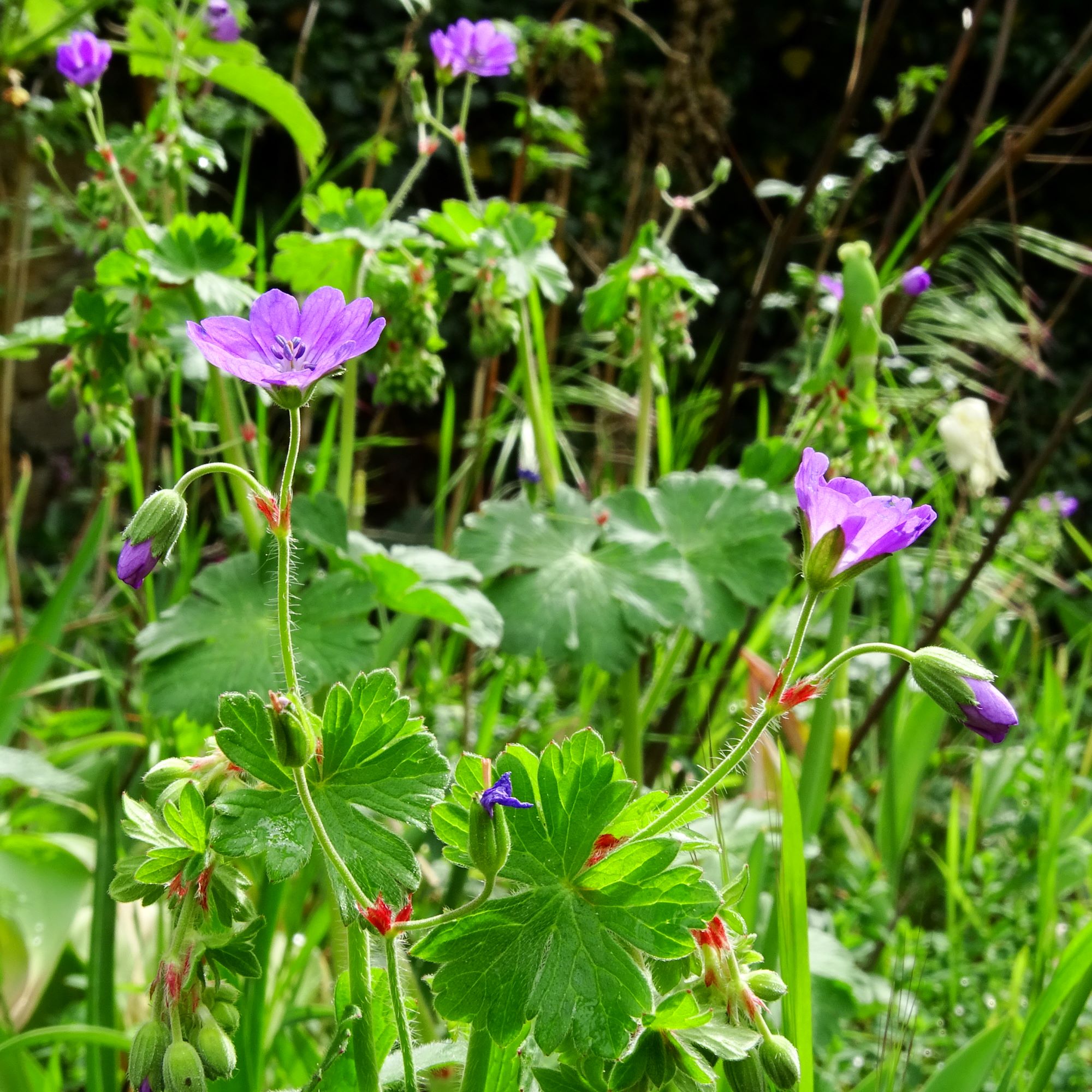 DSC01302 geranium pyrenaicum prellenkirchen 2020.JPG