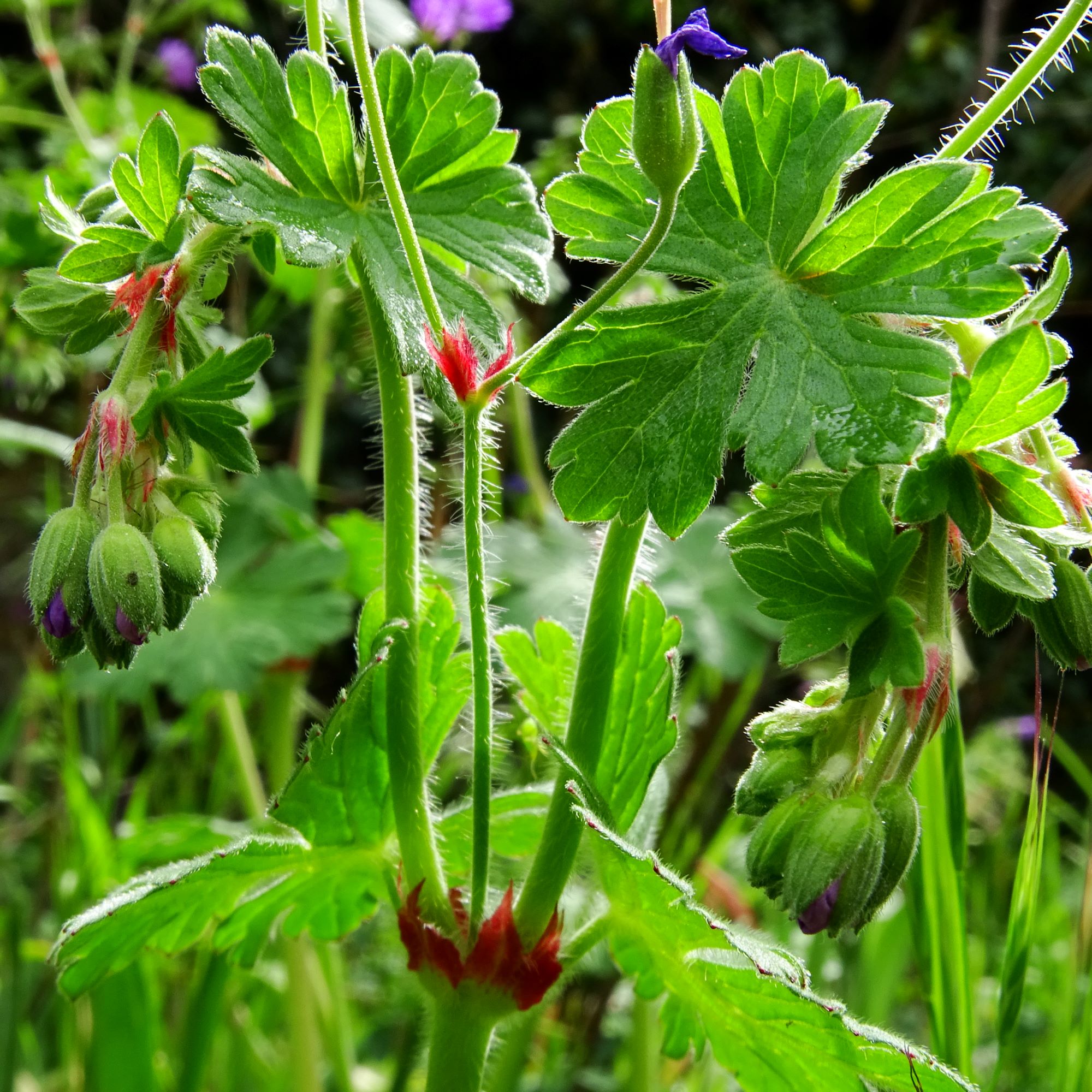 DSC01303 geranium pyrenaicum prellenkirchen 2020.JPG