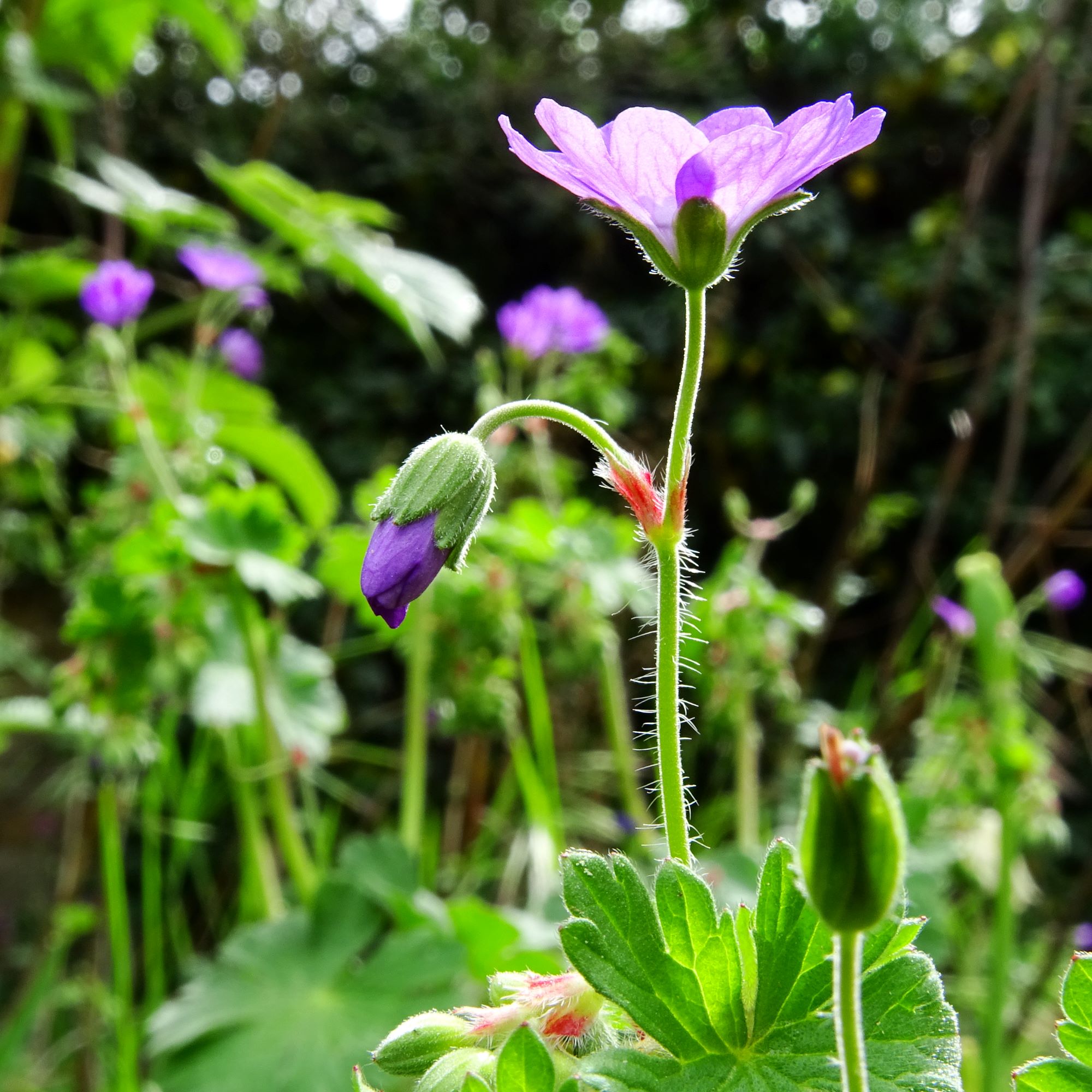 DSC01305 geranium pyrenaicum prellenkirchen 2020.JPG