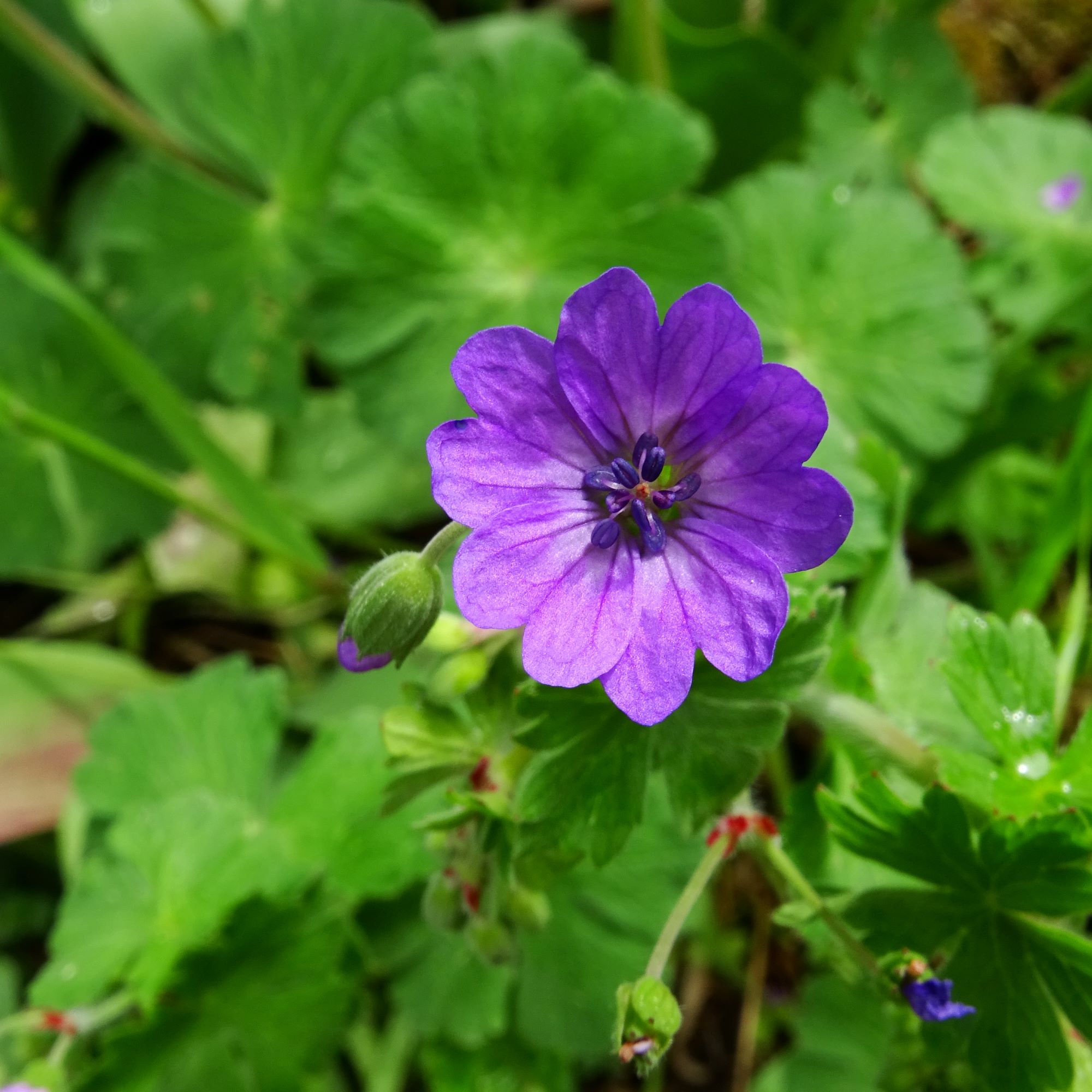 DSC01311 geranium pyrenaicum prellenkirchen 2020.JPG