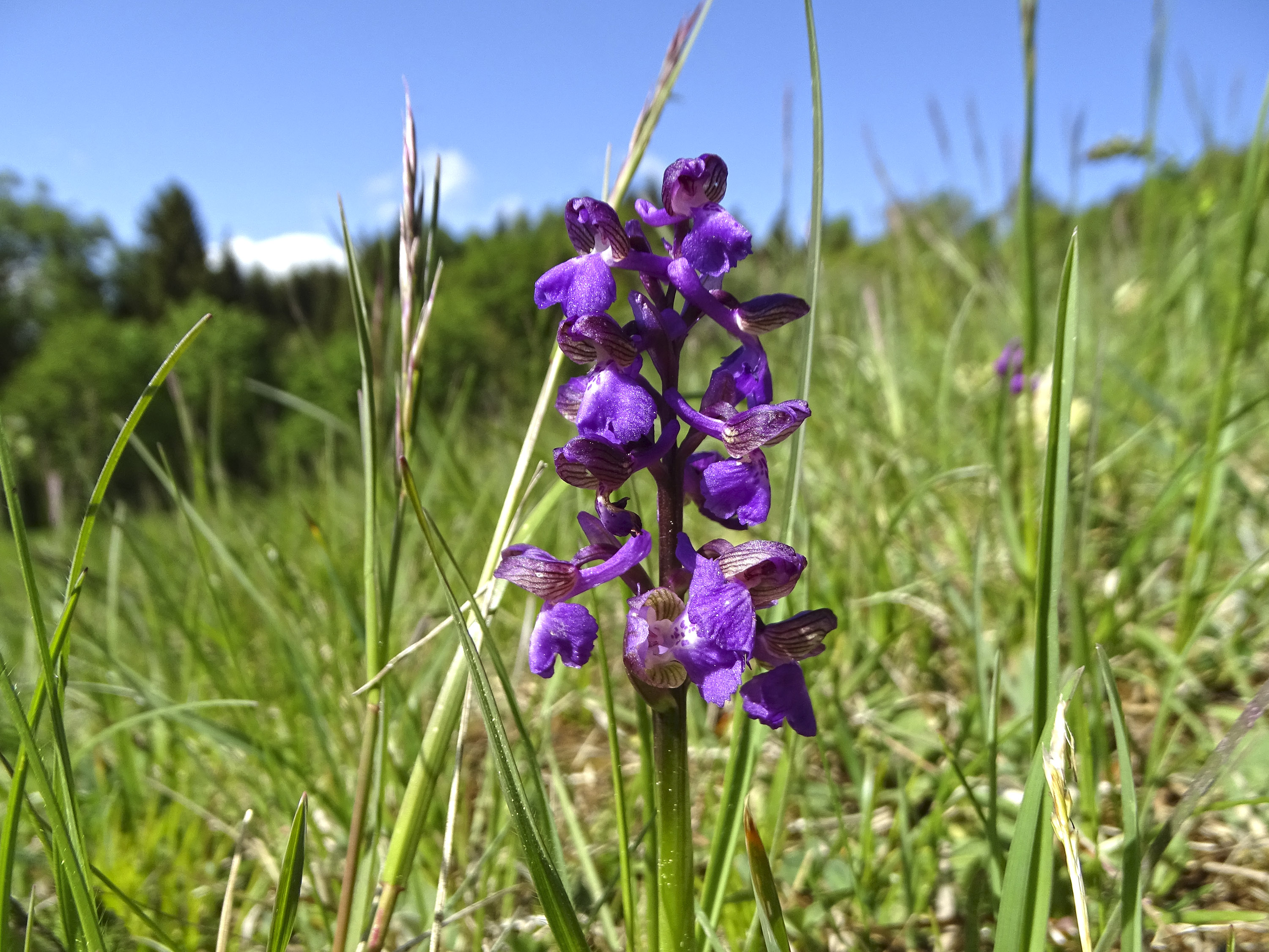 anacamptis morio _rannach.jpg