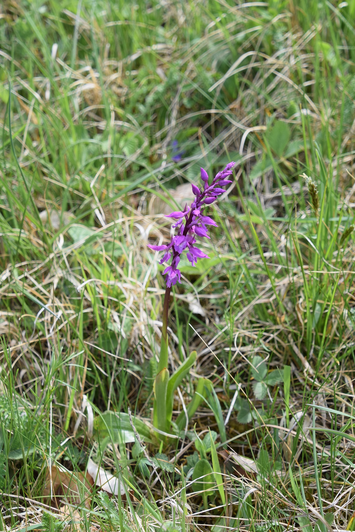 Kaltenleutgeben-30042020-(1).JPG