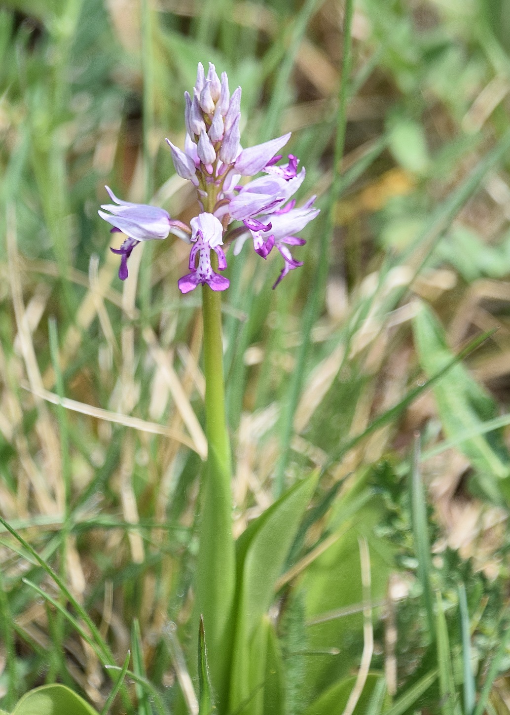 Kaltenleutgeben-30042020-(2).JPG