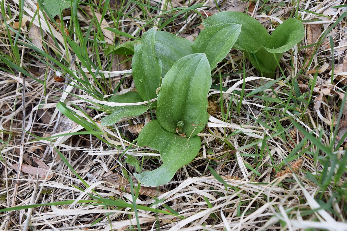 Kaltenleutgeben-30042020-(3).JPG
