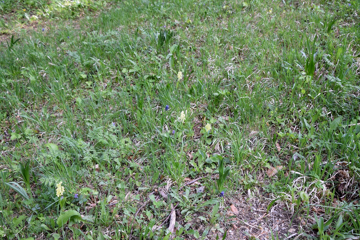 Kaltenleutgeben-30042020-(5).JPG
