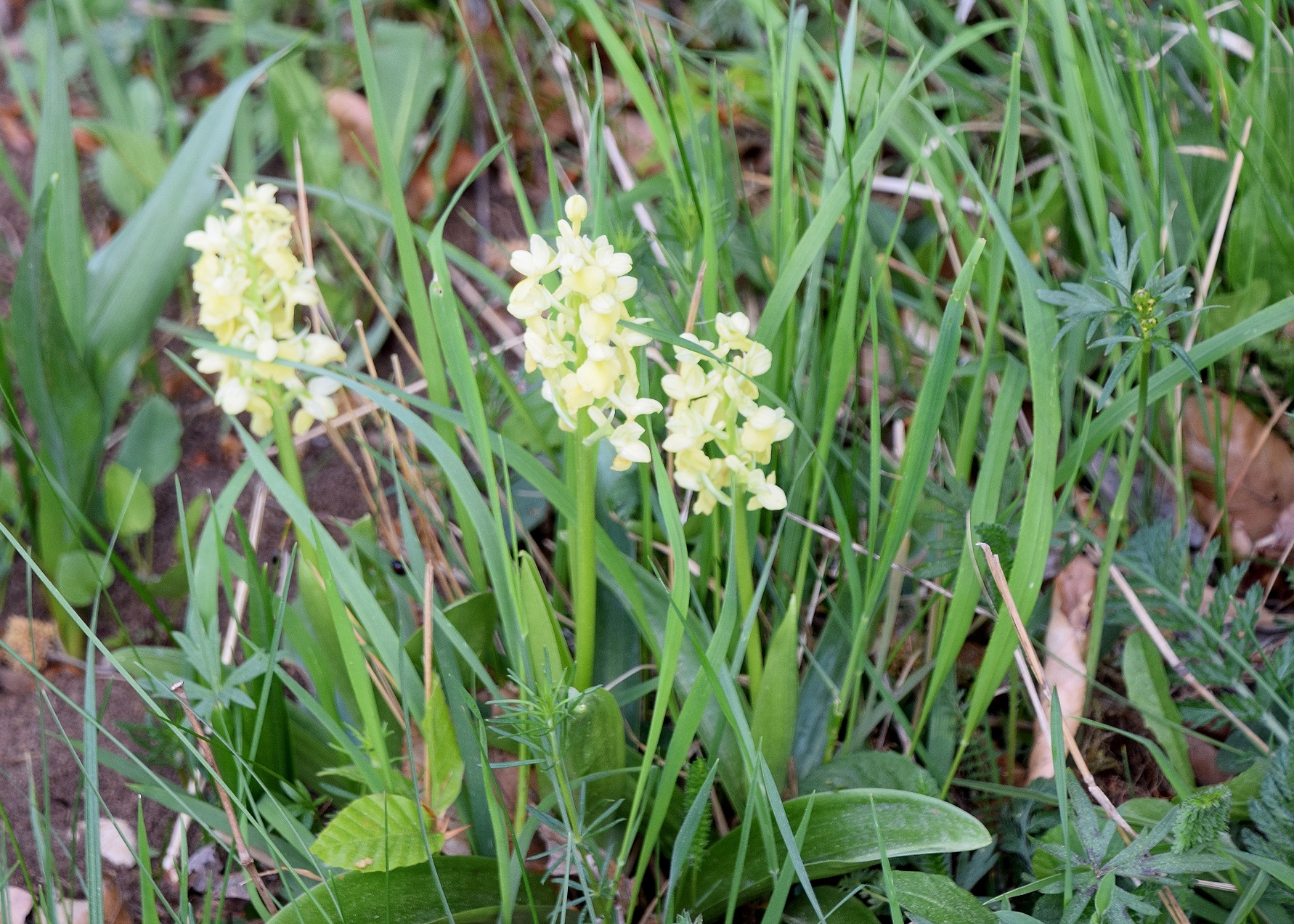 Kaltenleutgeben-30042020-(4) - O.pallens.JPG
